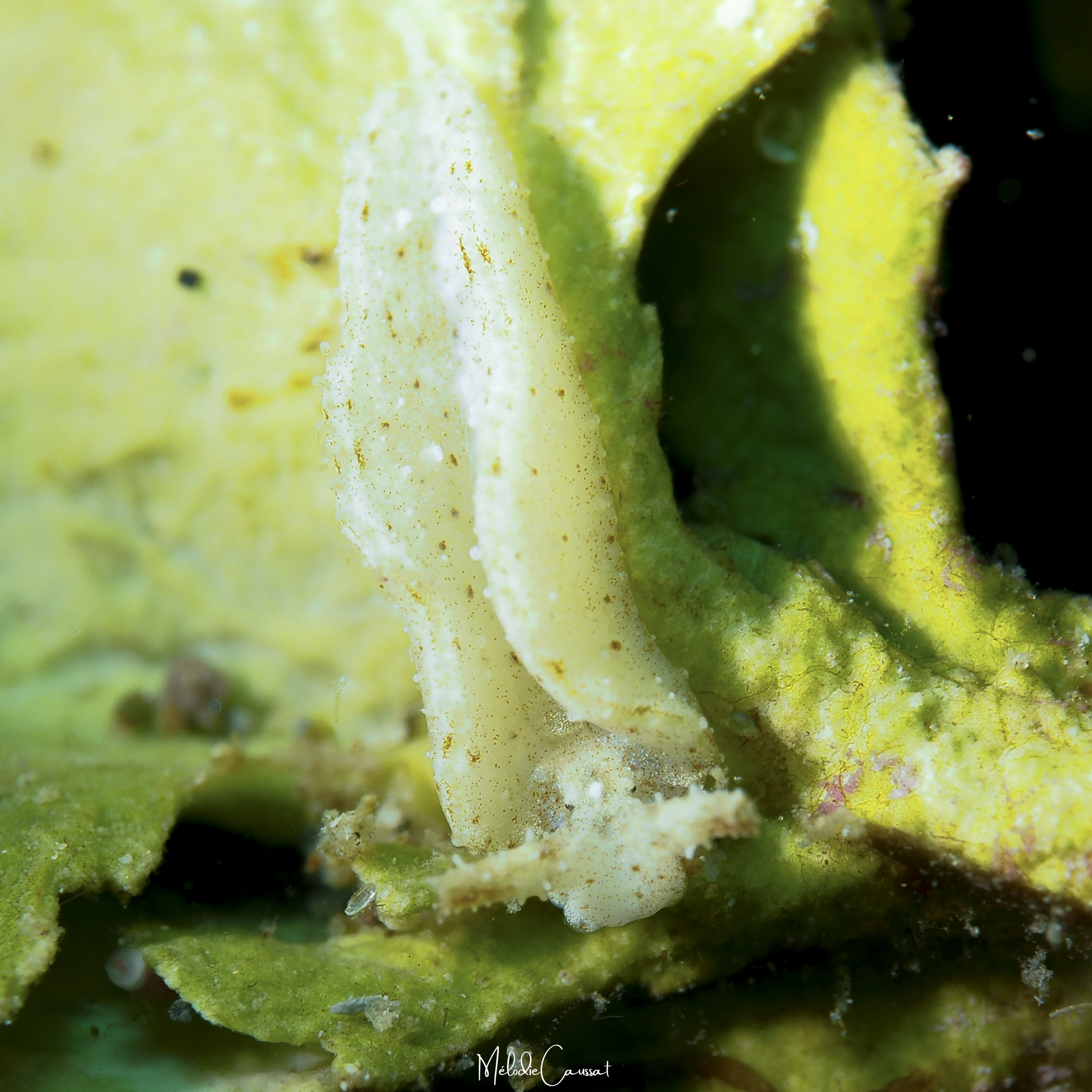 Elysia sp 3 