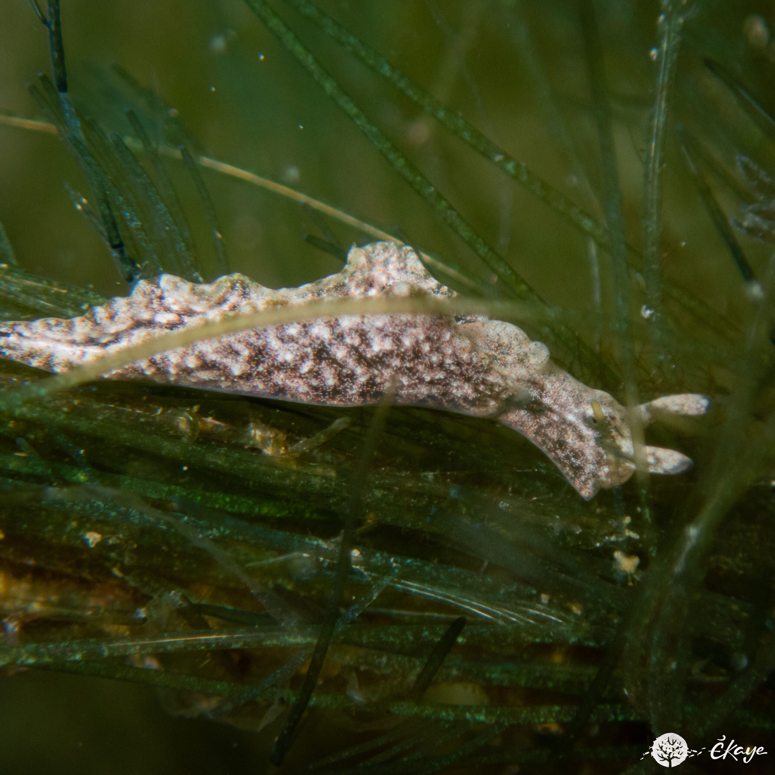 Elysia sp. 