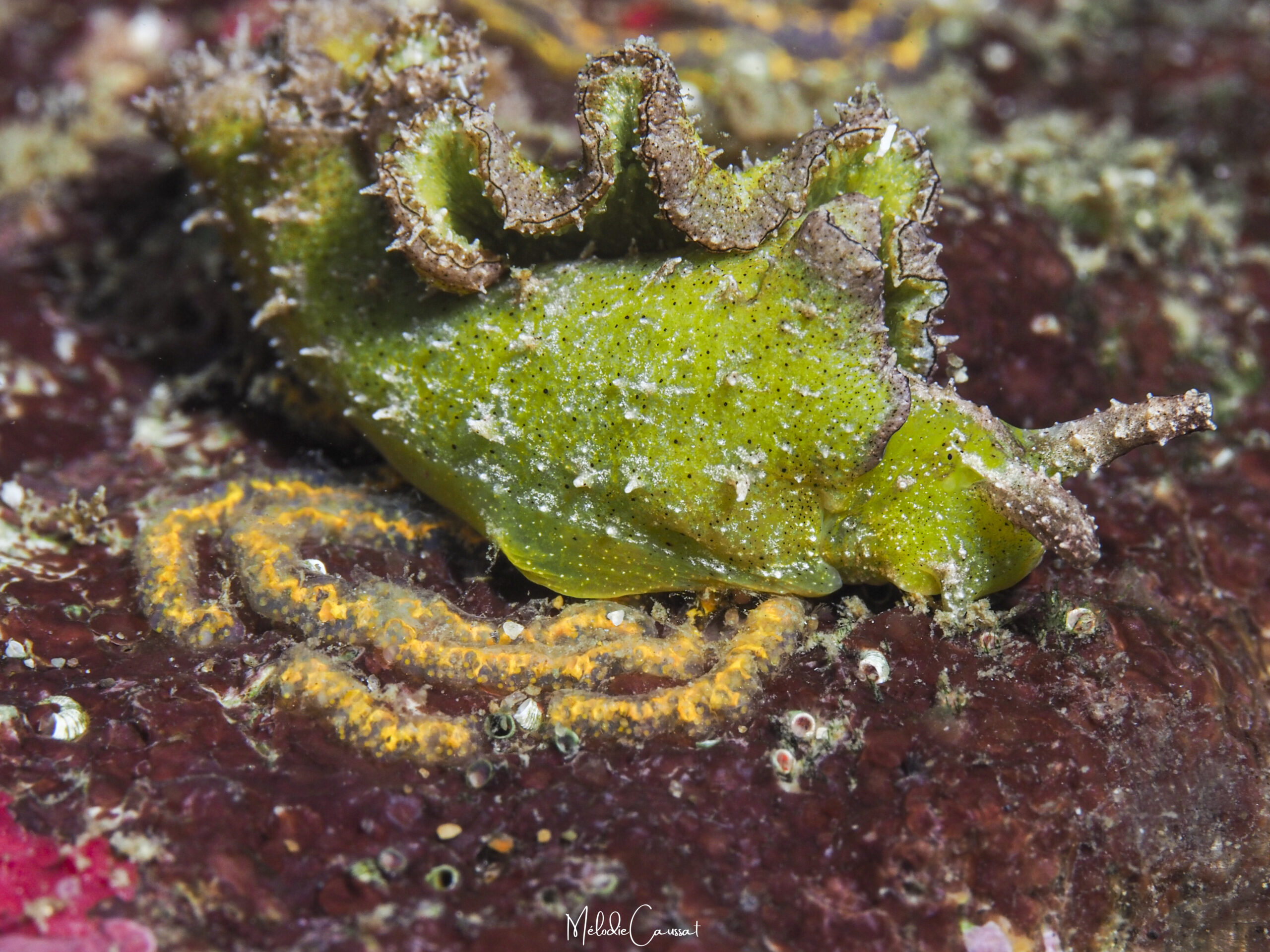 Elysia subornata ponte