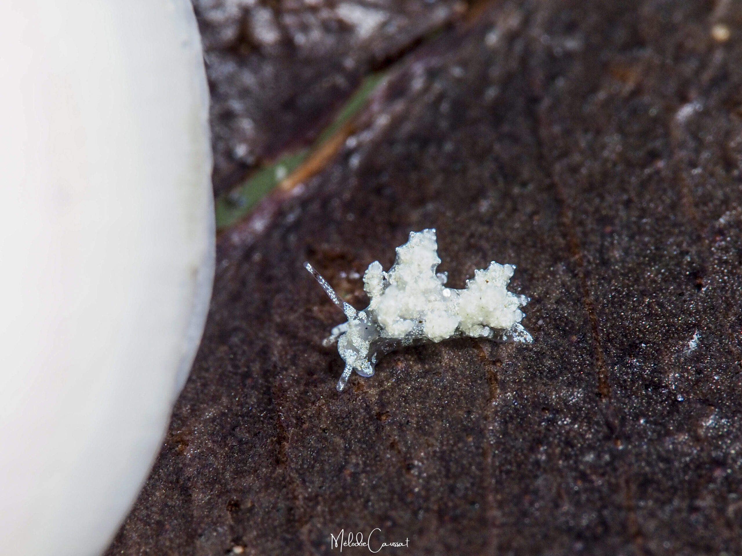 Eubranchus conicla 