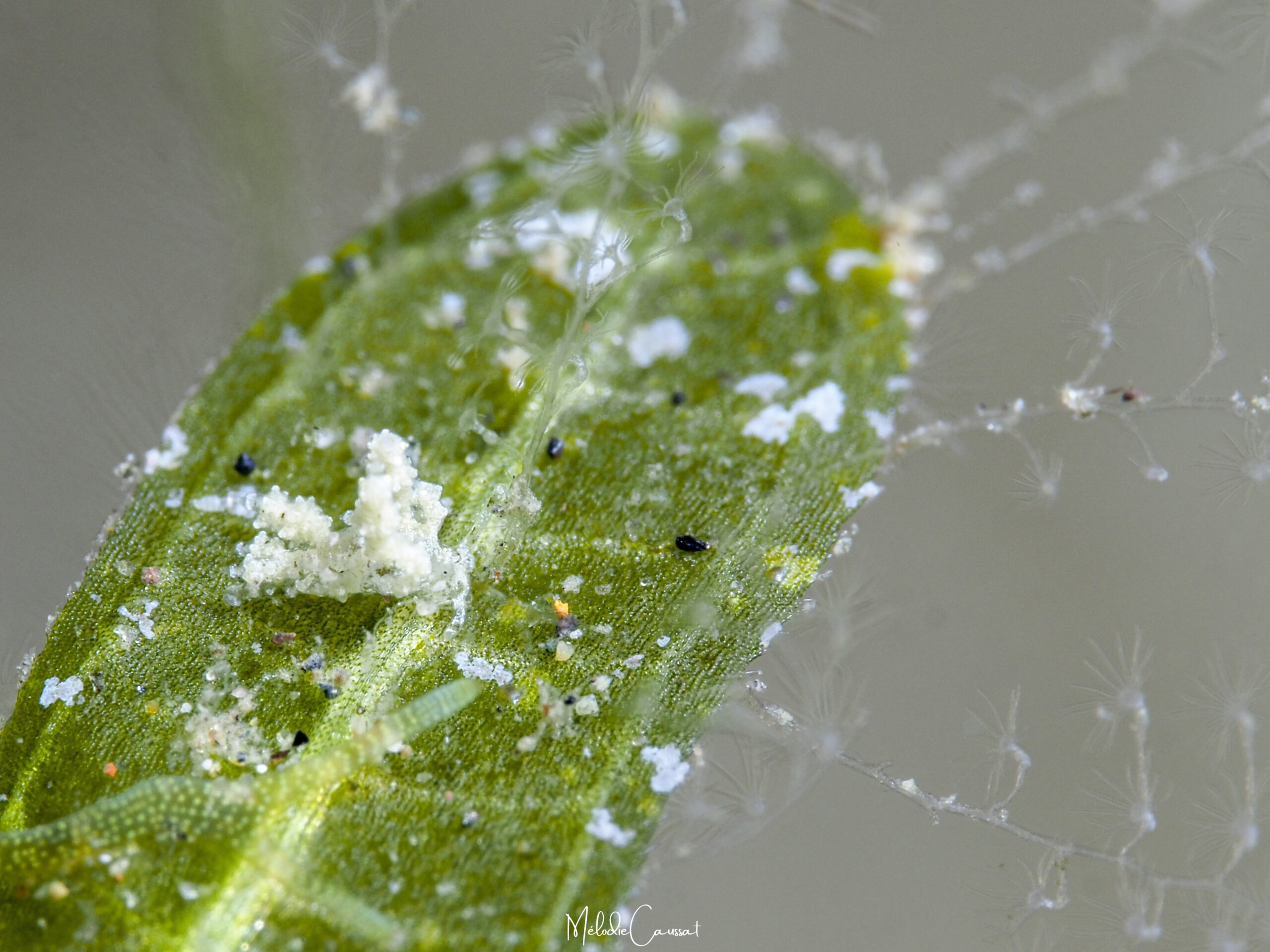 Eubranchus conicla 