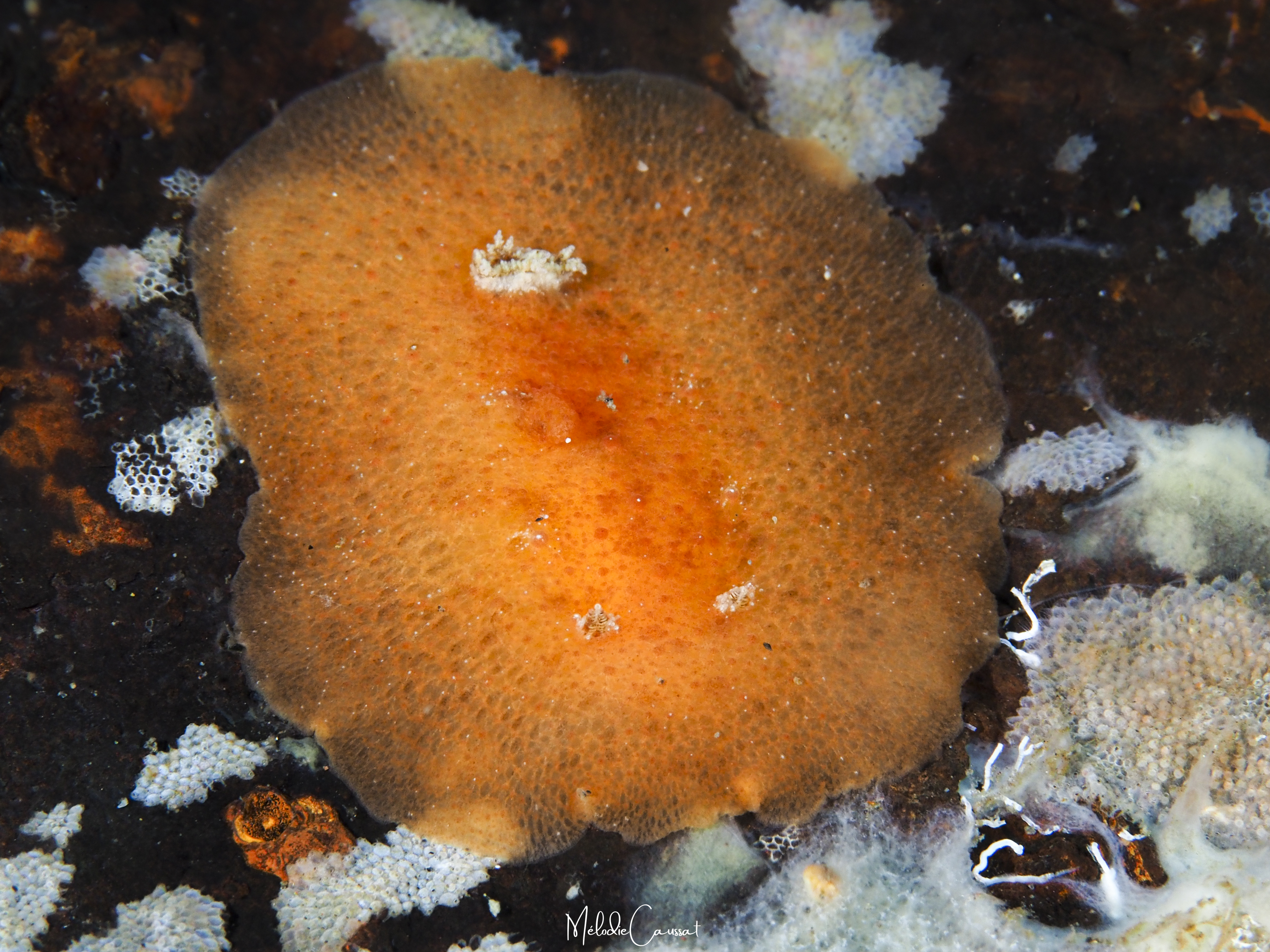 Geitodoris immunda