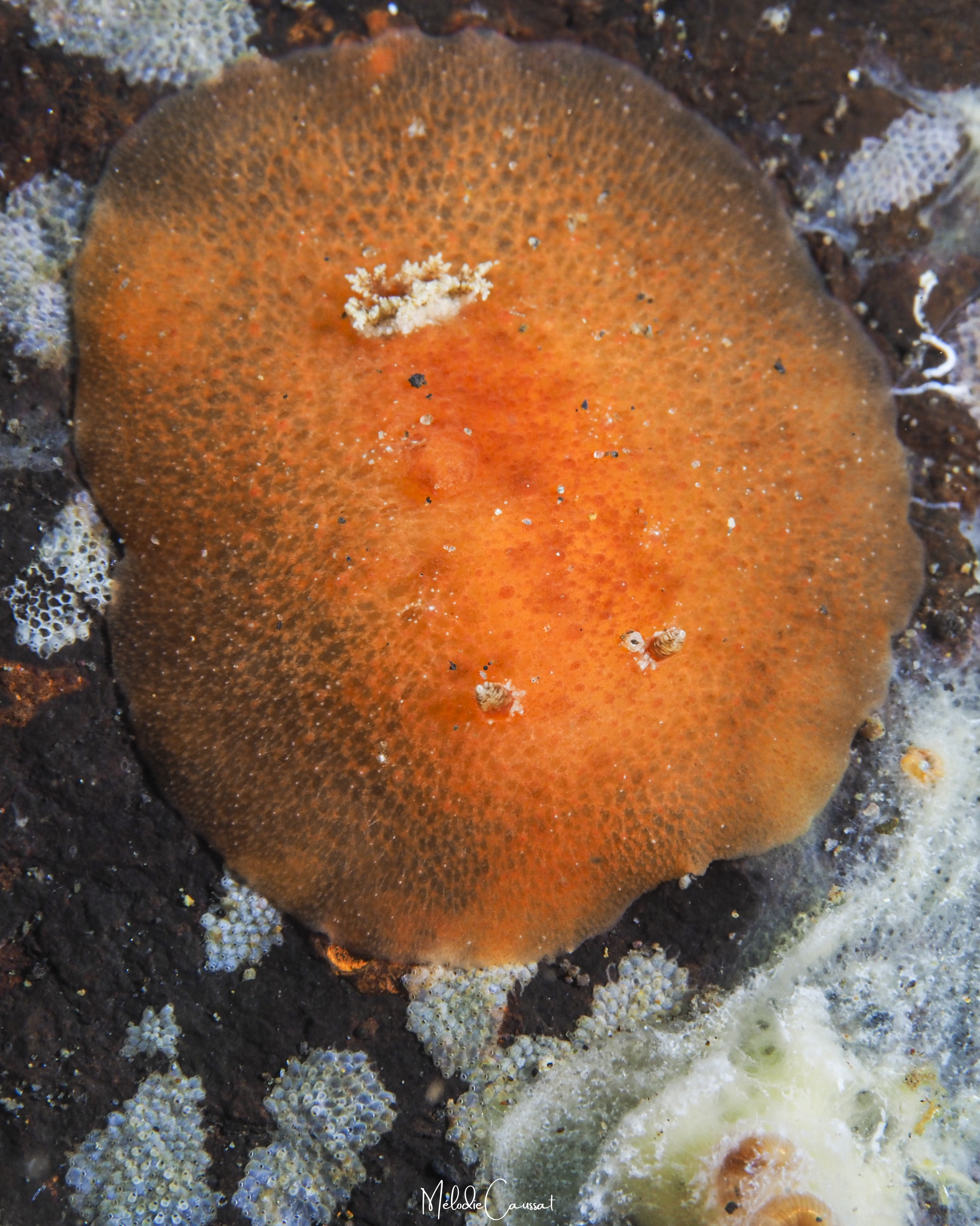 Geitodoris immunda