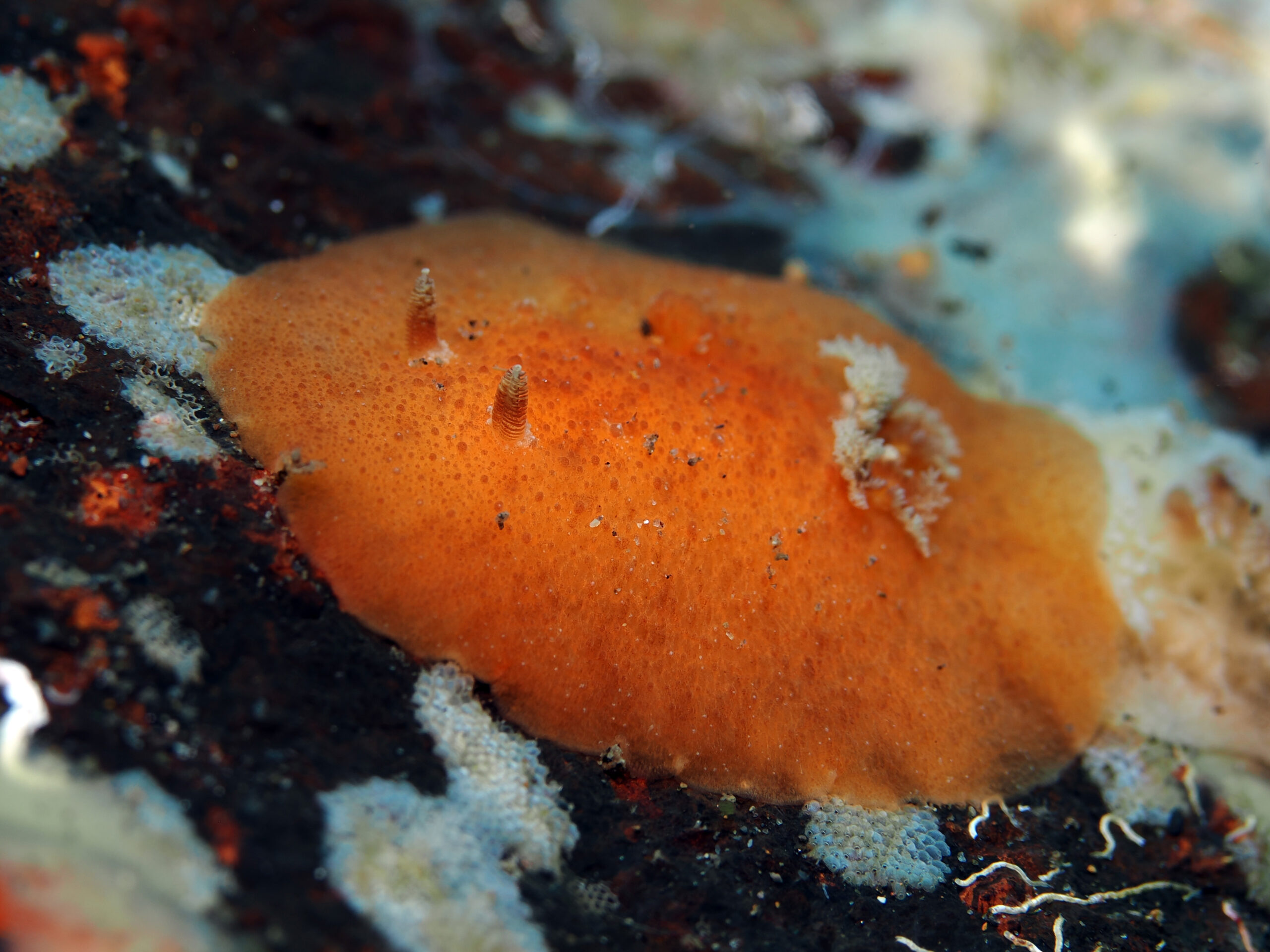 Geitodoris immunda