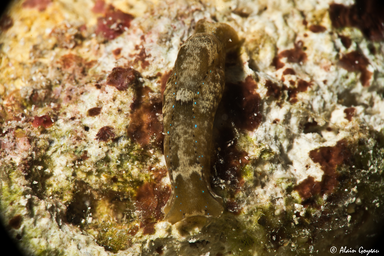 Navanax gemmatus