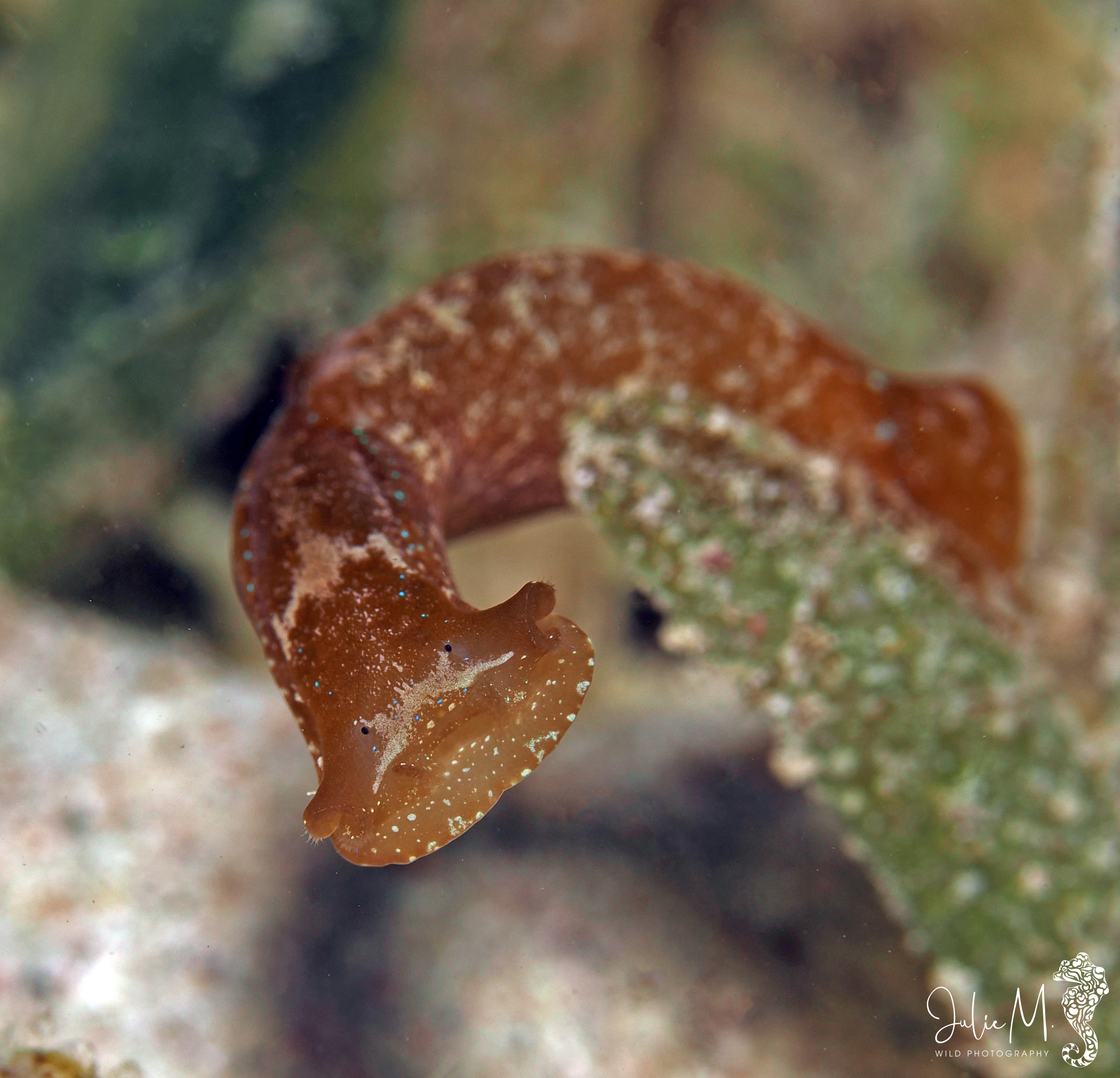 Navanax gemmatus