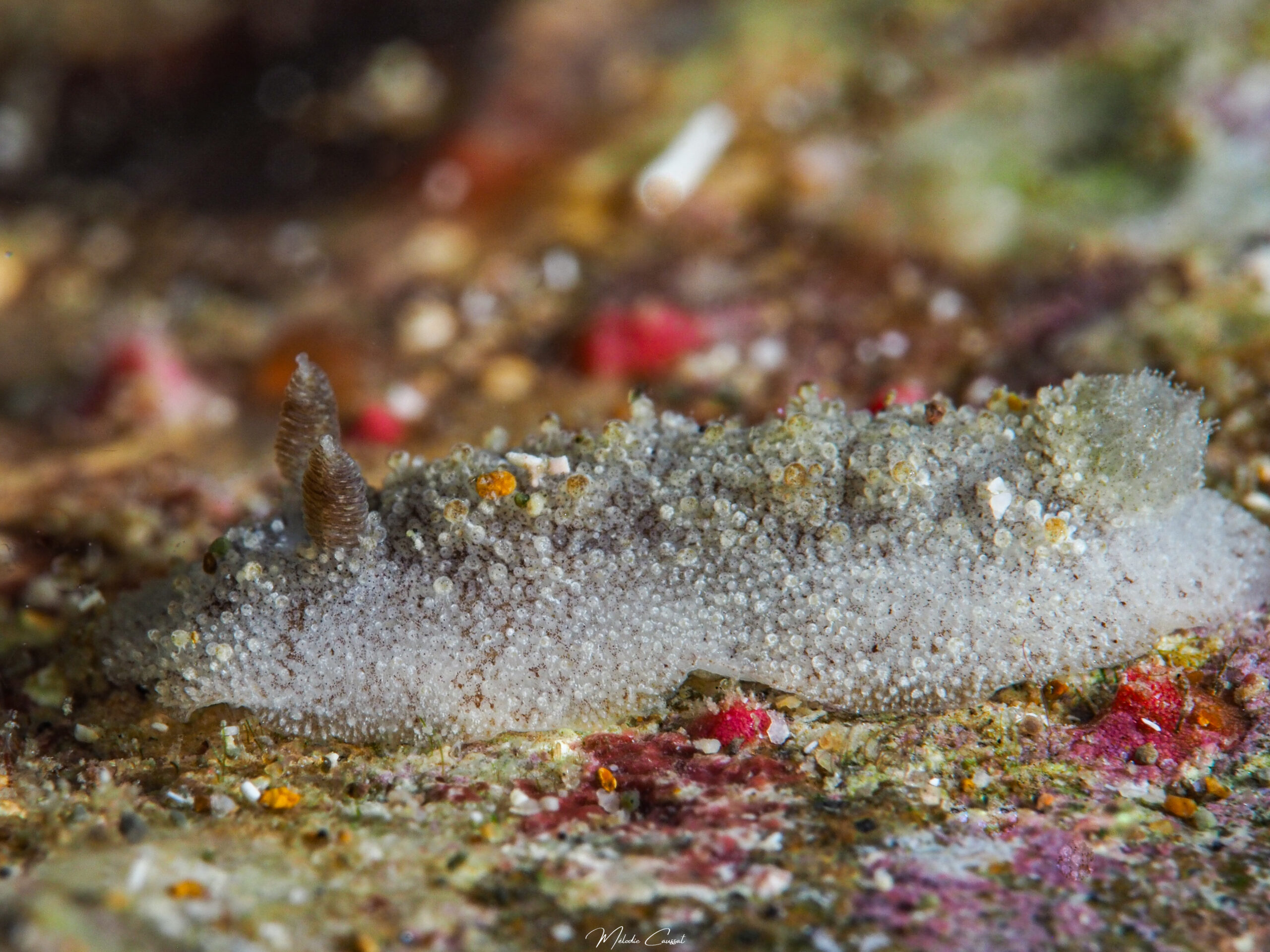 Sclerodoris worki 