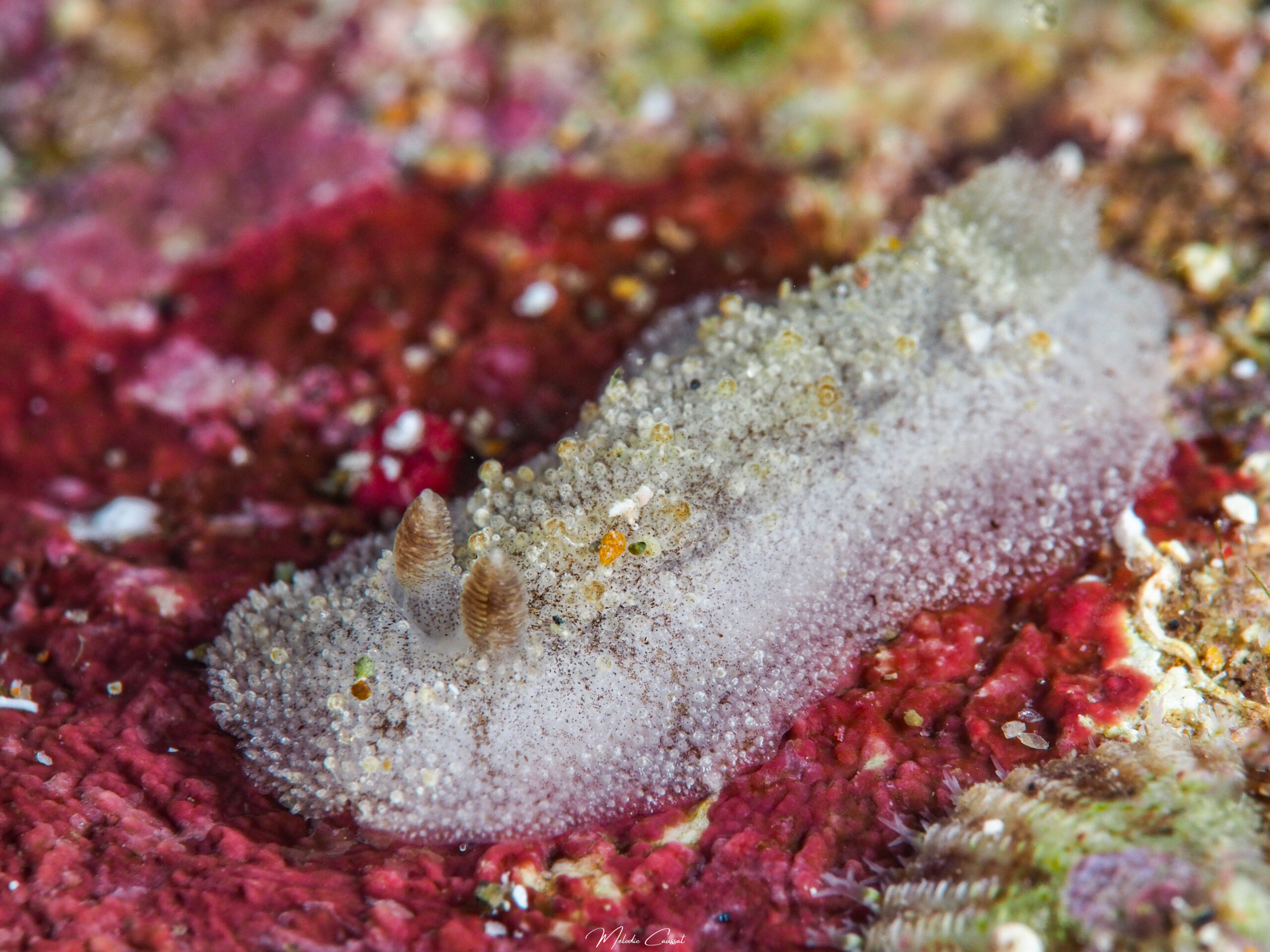 Sclerodoris worki 