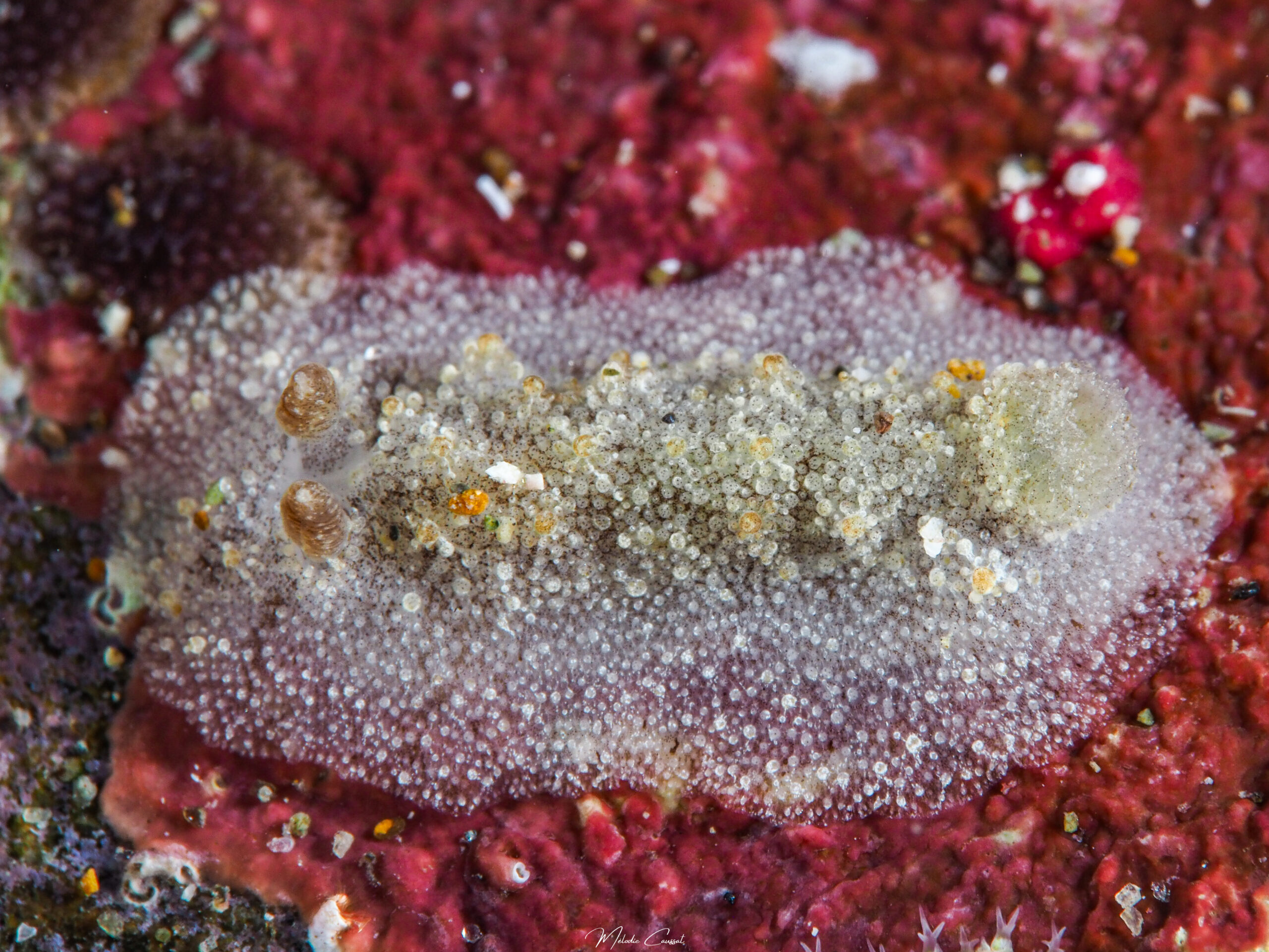 Sclerodoris worki 