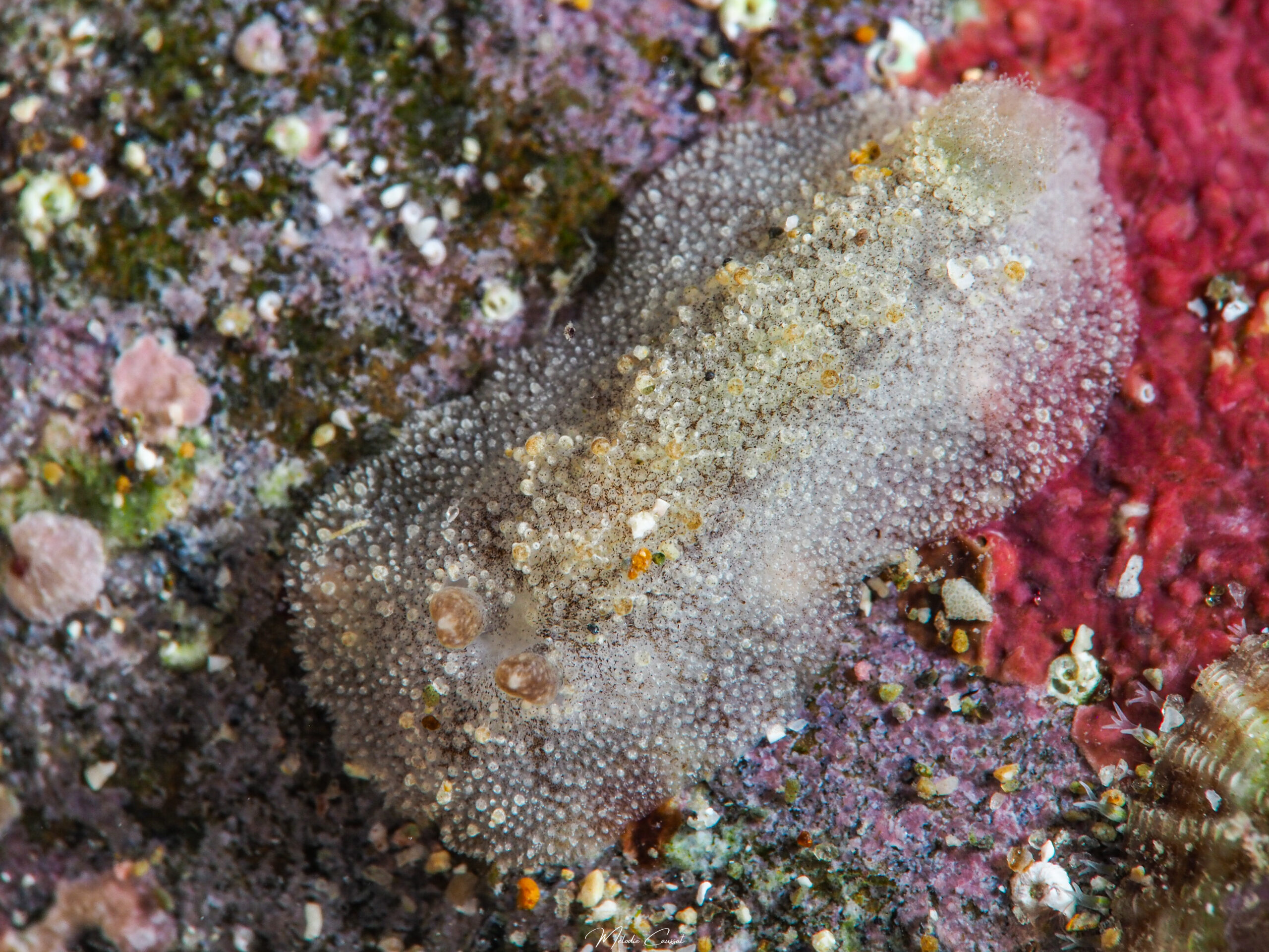 Sclerodoris worki