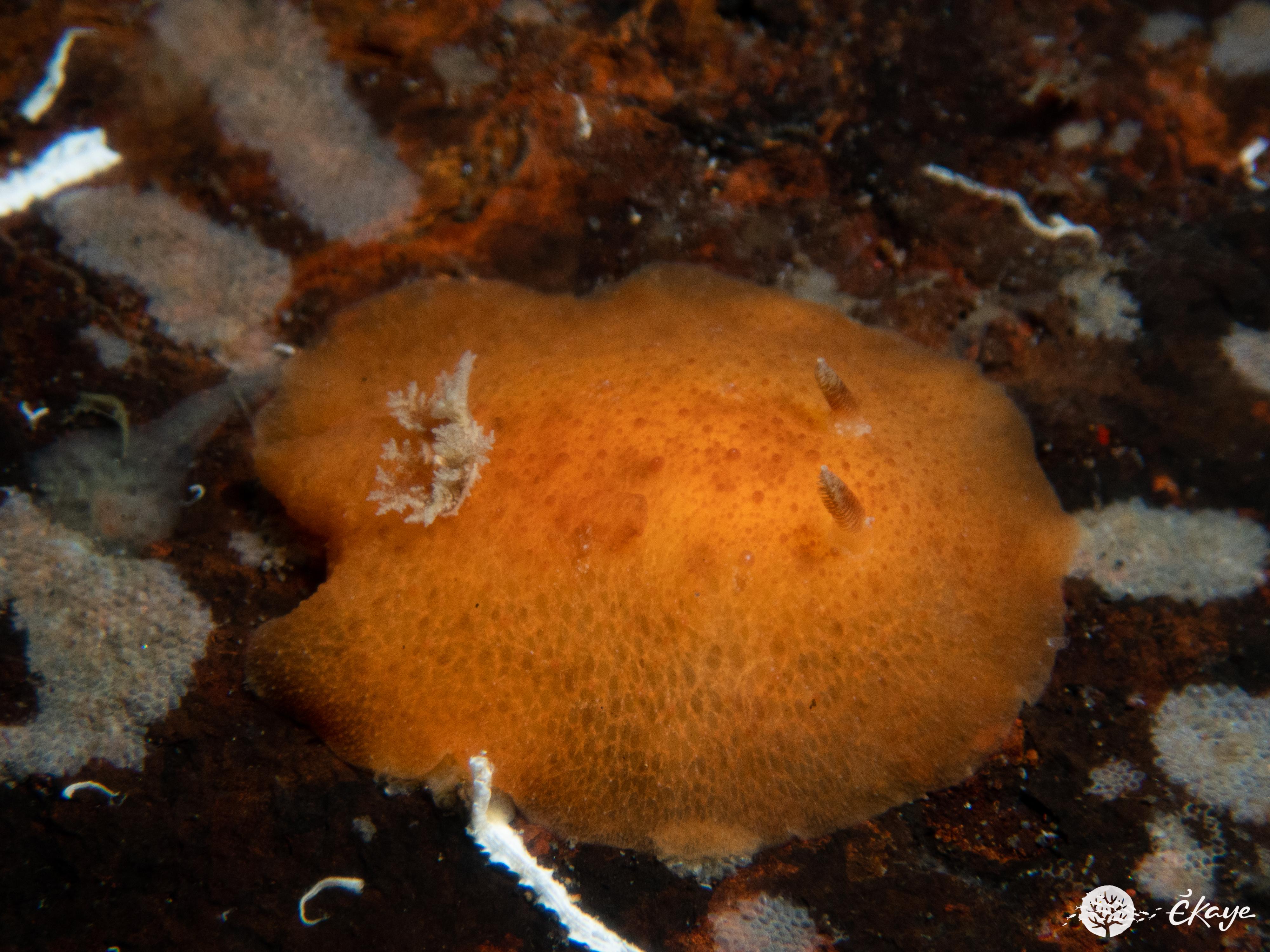 Geitodoris immunda
