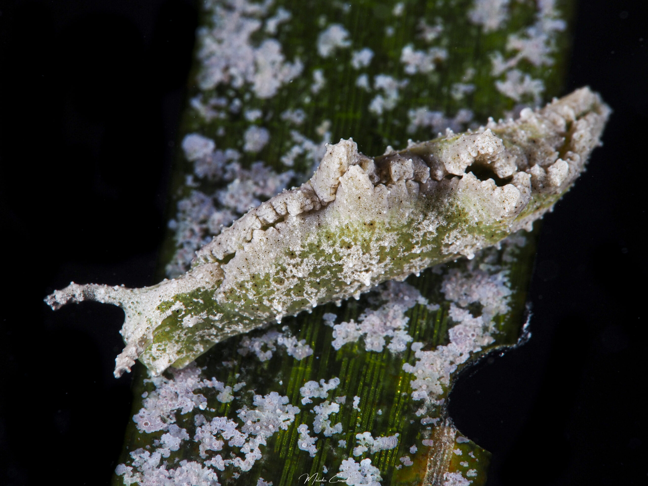 Elysia subornata