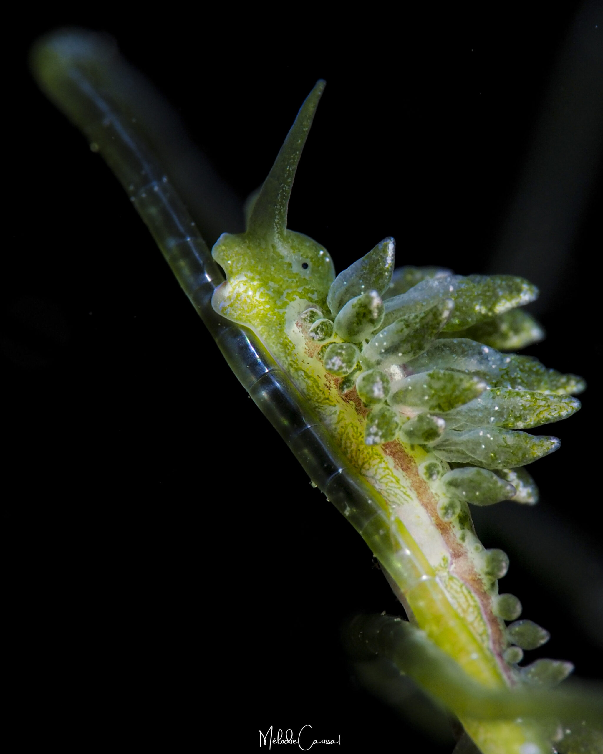 Ercolania viridis
