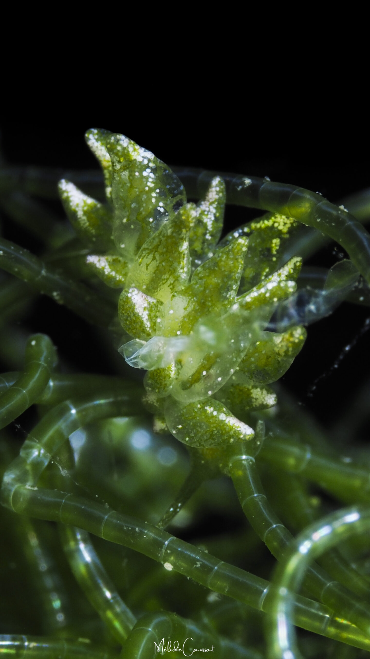 Ercolania viridis