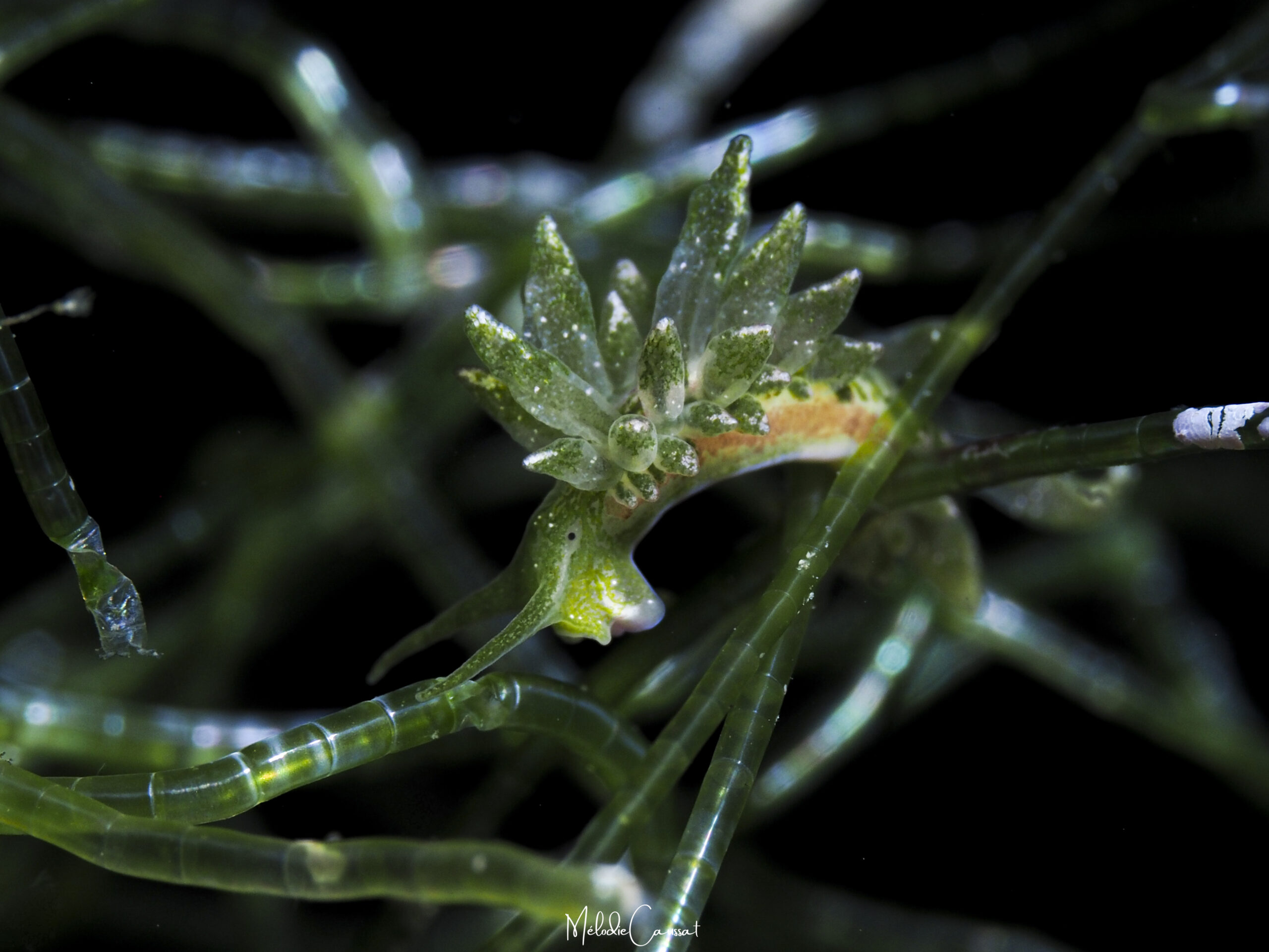 Ercolania viridis