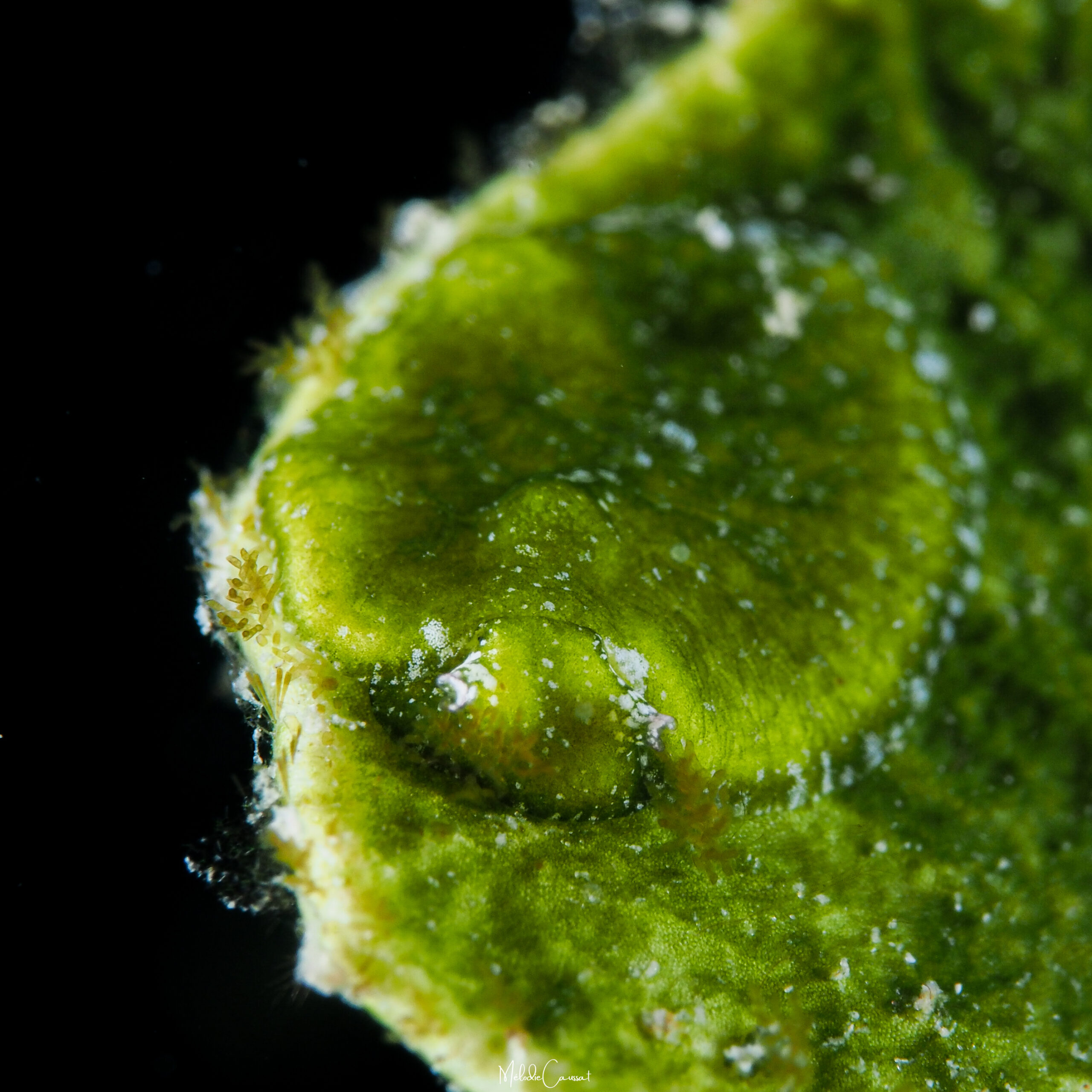 Bosellia mimetica