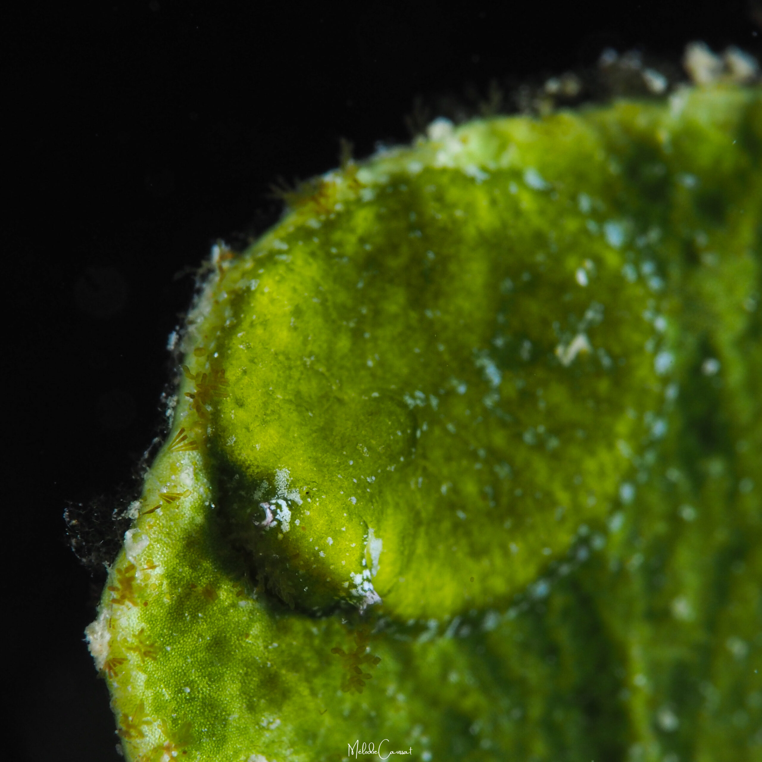 Bosellia mimetica