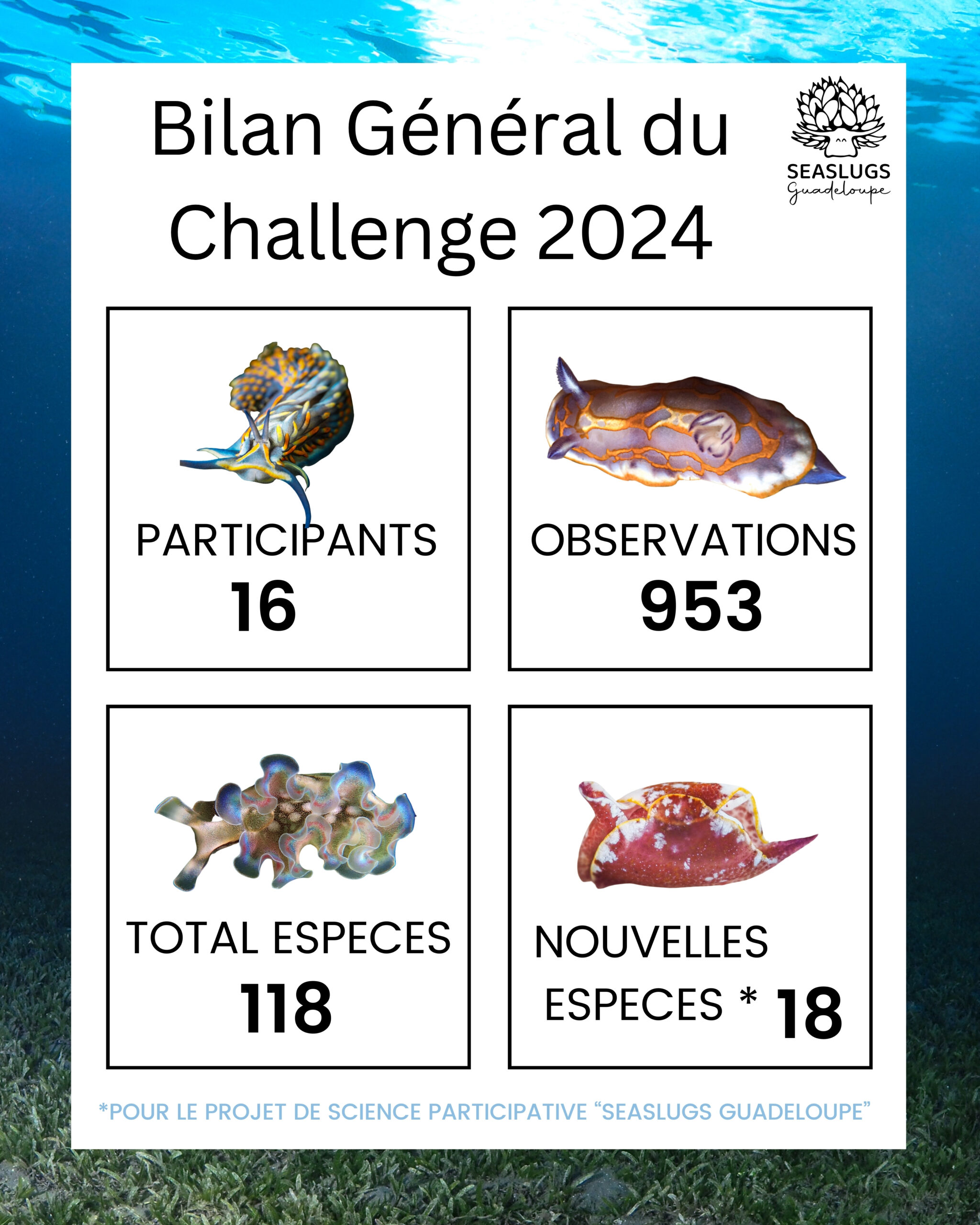 Bilan des observations de limaces de mer en Guadeloupe.