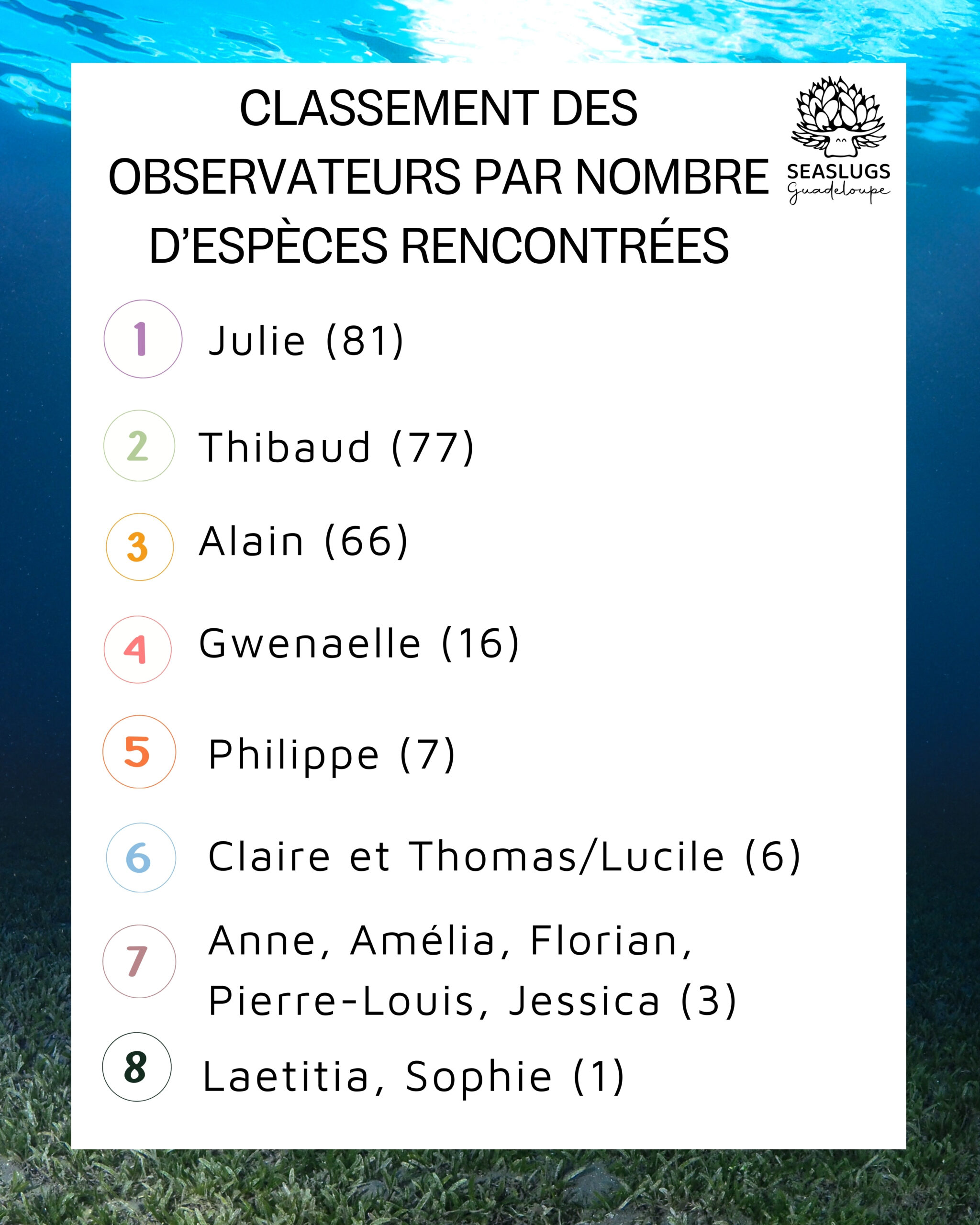 Bilan des observations de limaces de mer en Guadeloupe.