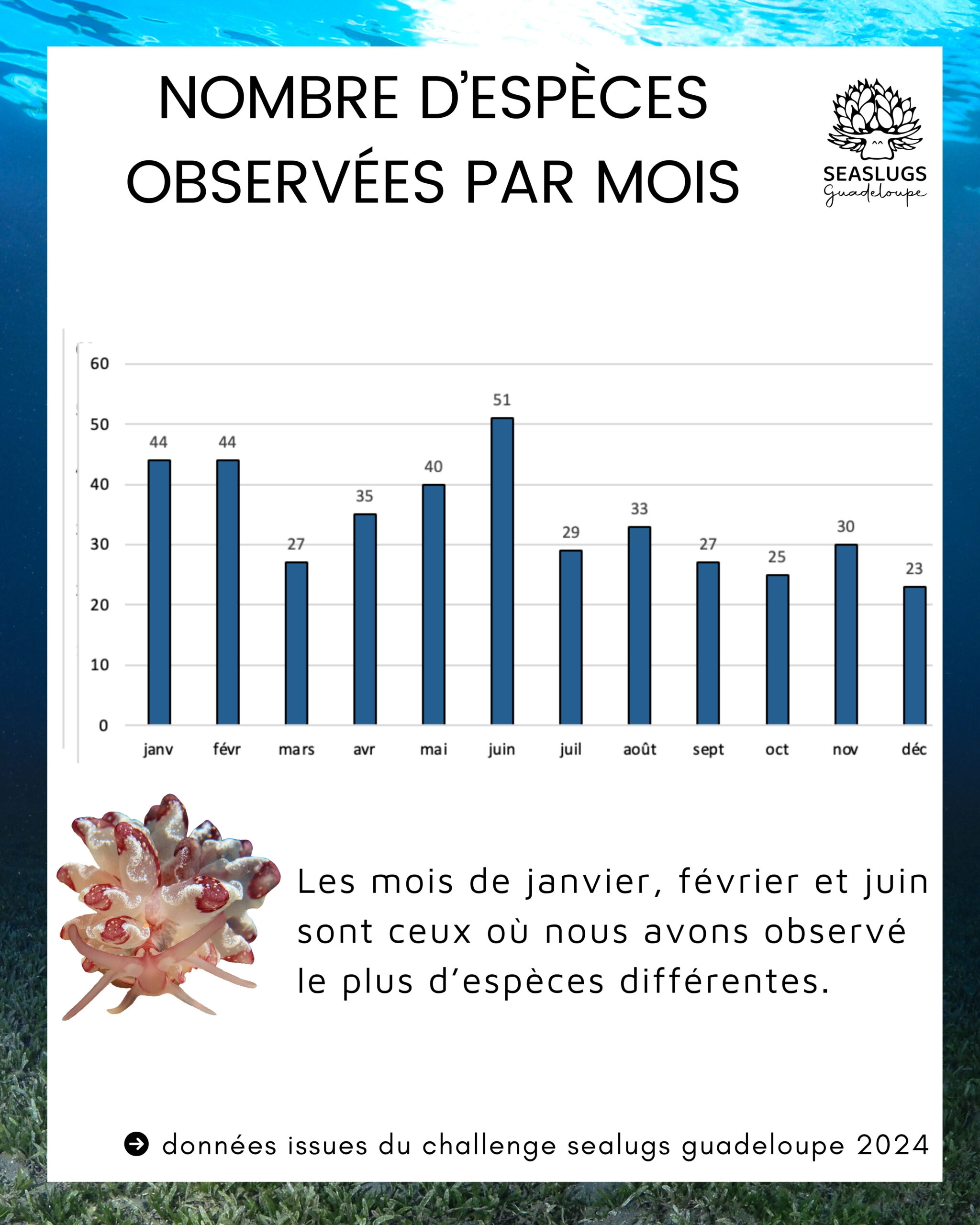 Bilan des observations de limaces de mer en Guadeloupe.