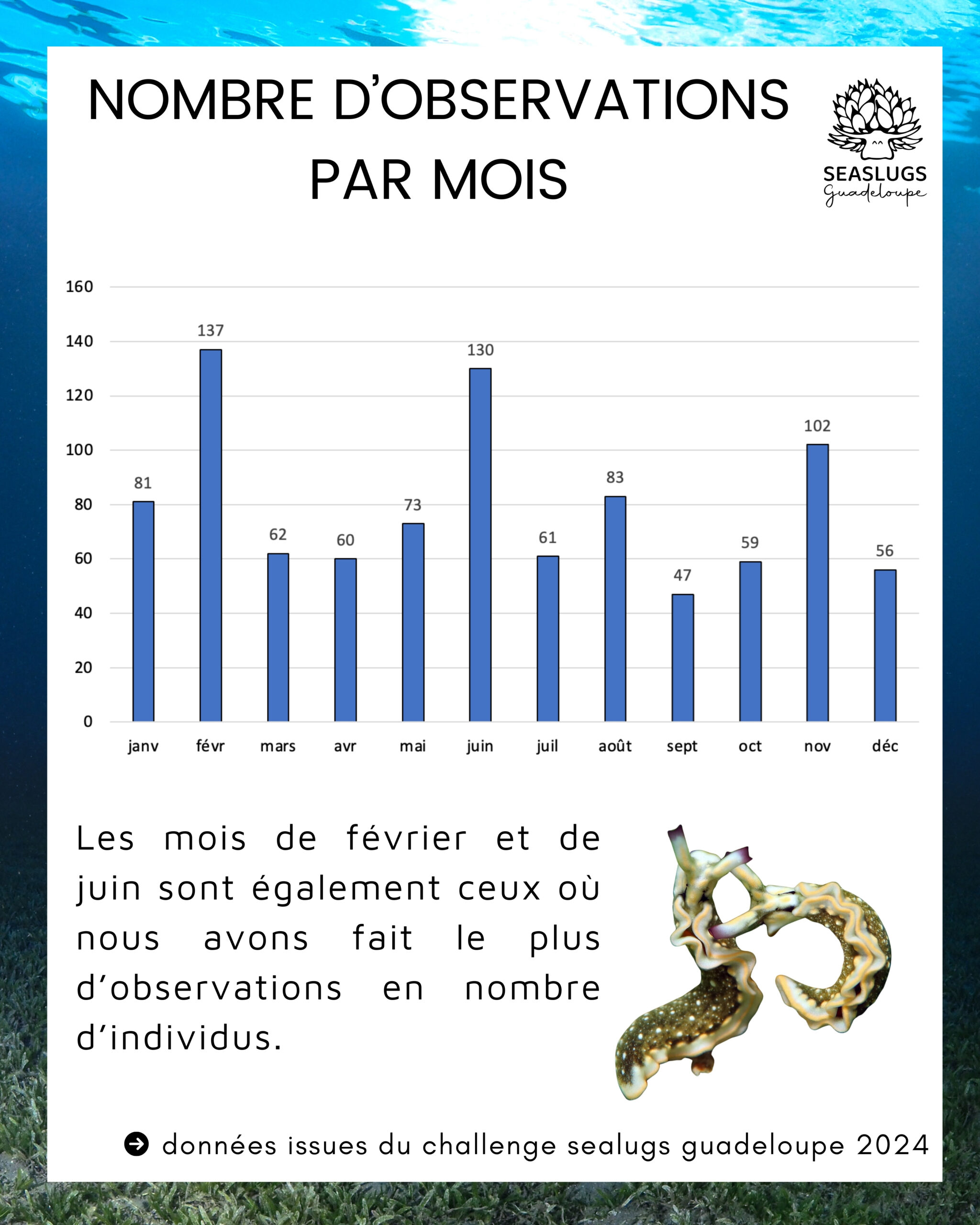 Bilan des observations de limaces de mer en Guadeloupe.