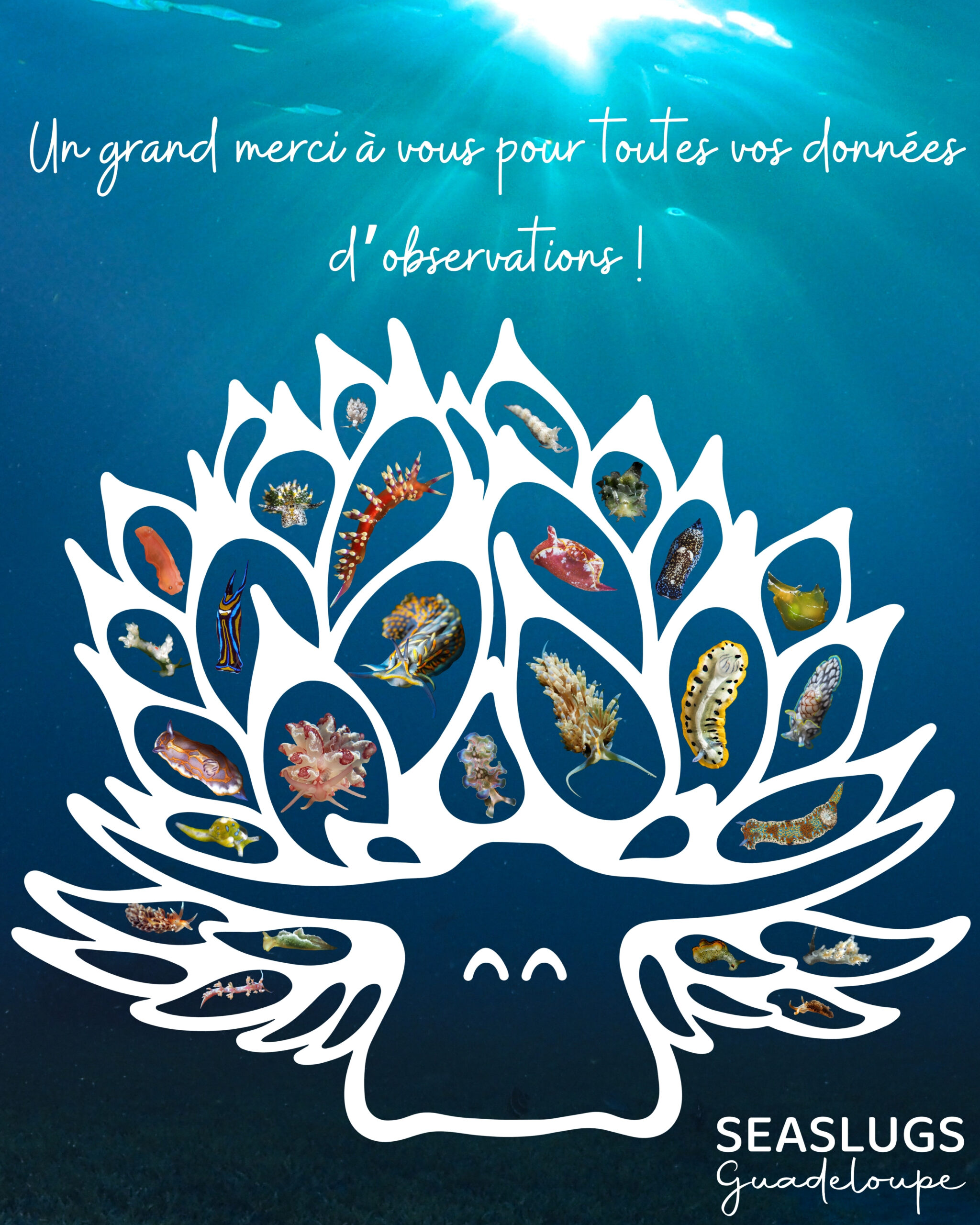 Bilan des observations de limaces de mer en Guadeloupe.