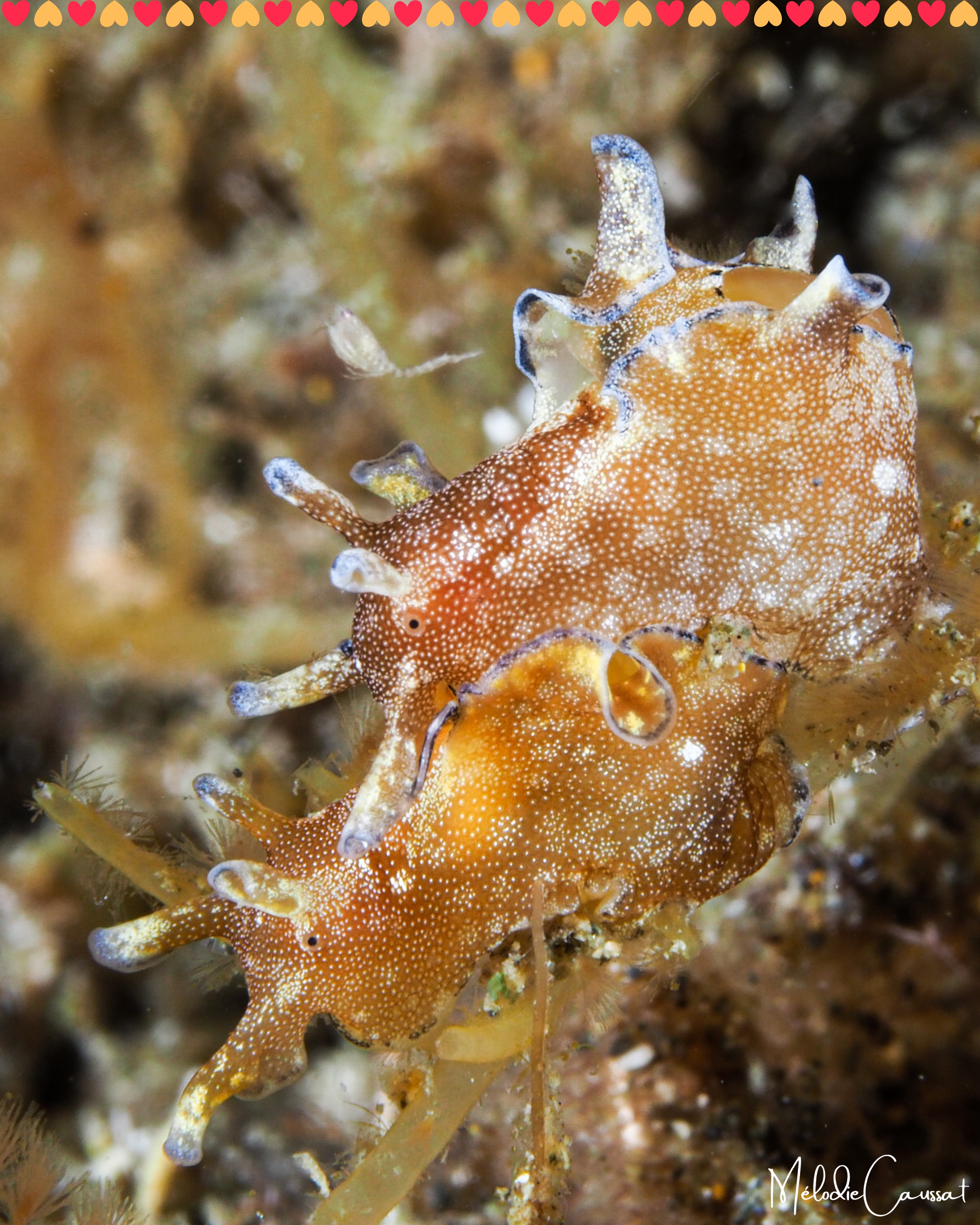Aplysia parvula