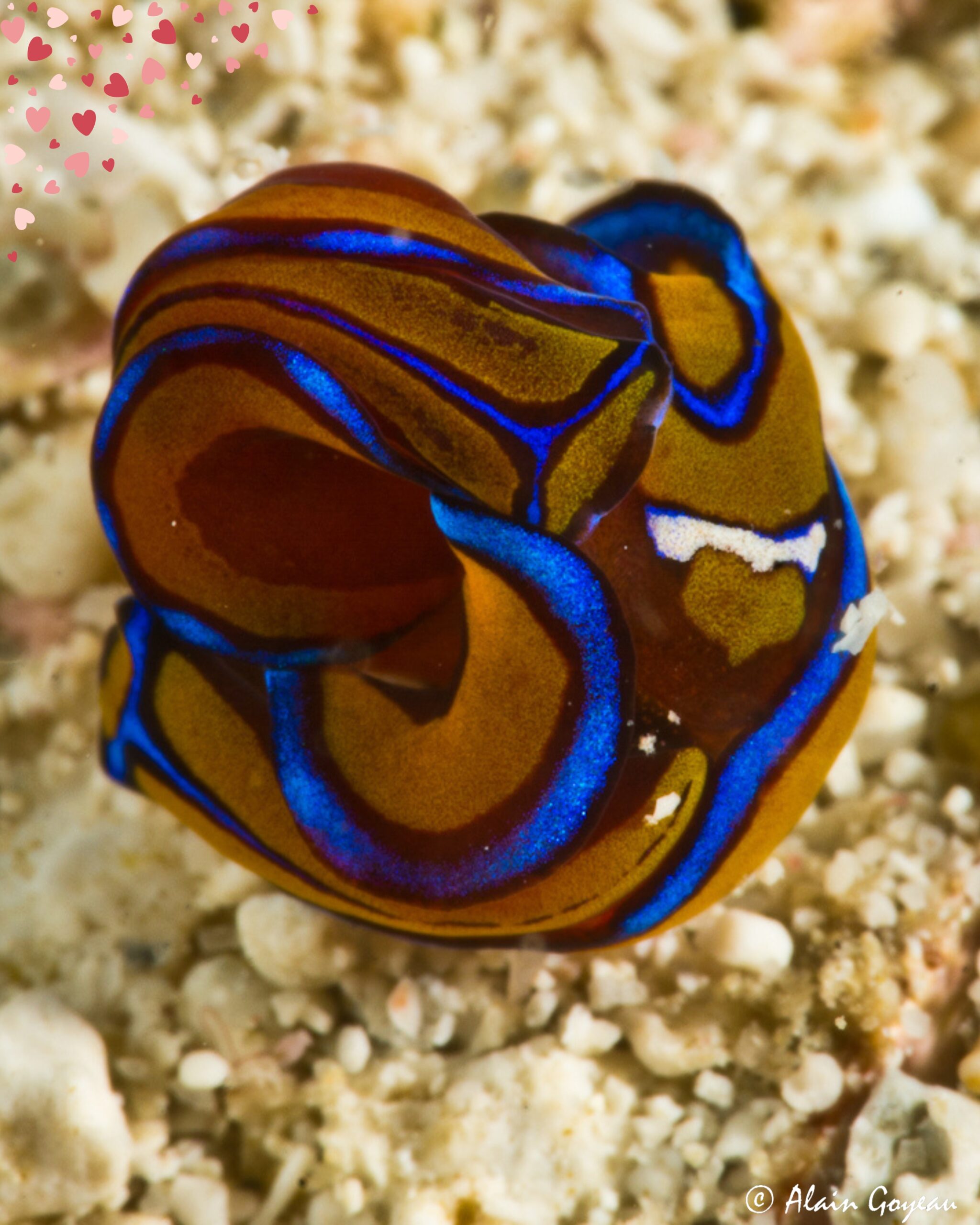 Les Aglajas sangsues (Chelidonura hirundinina) en parade nuptiale avec ce qui se rapprocherait de câlins. 