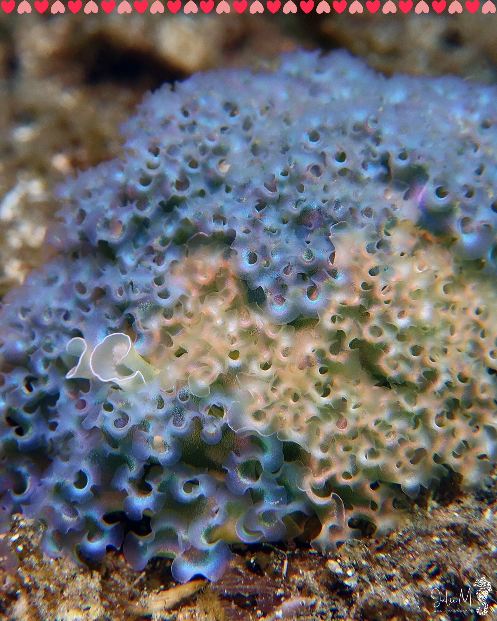 Elysia crispata