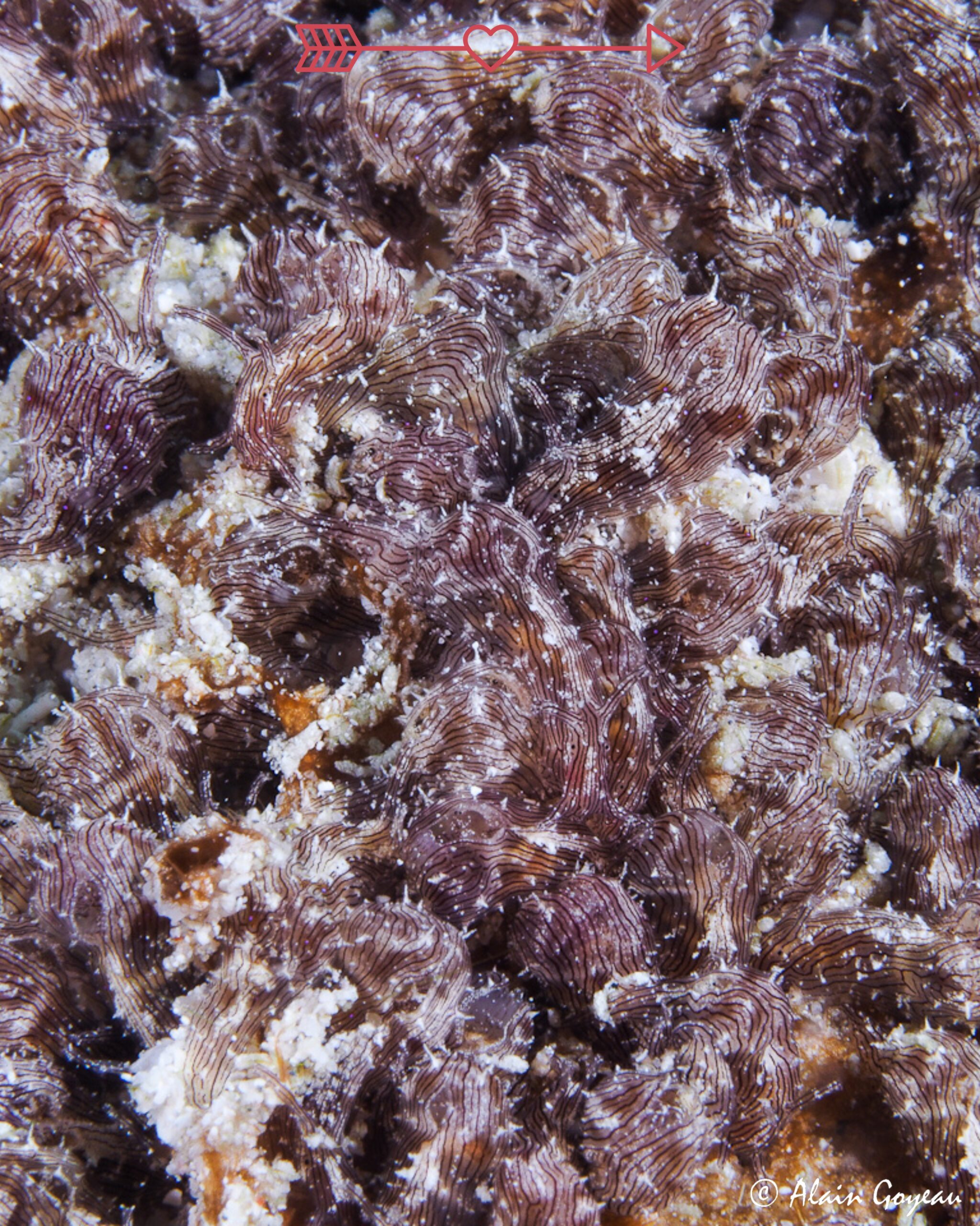Au moment de la reproduction pour les lièvres de mer striés (Stylocheilus polyomma) ce sont de vrais rassemblement comptant plusieurs centaines d'individus que l'on peut observer.