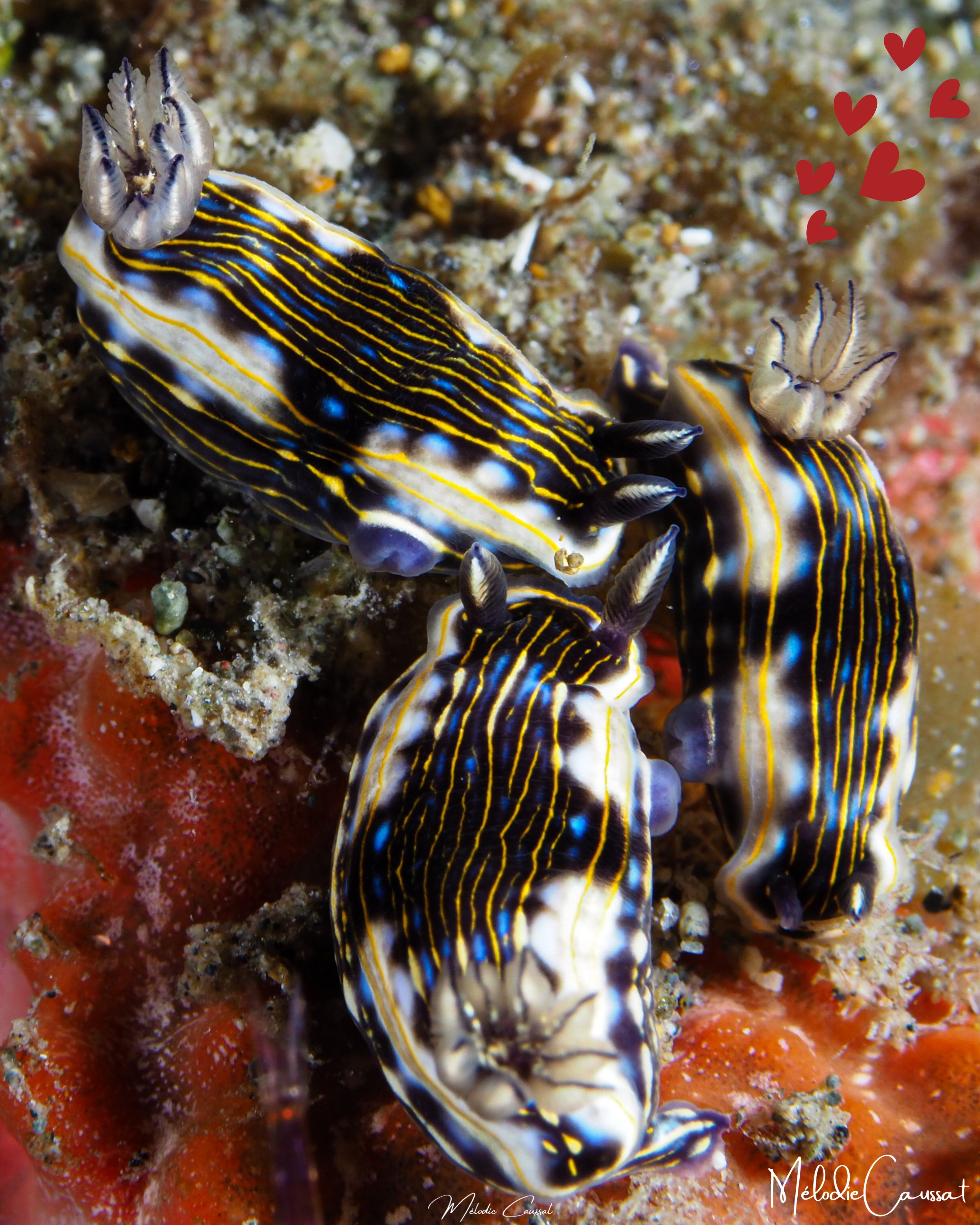 Felimare ruthae