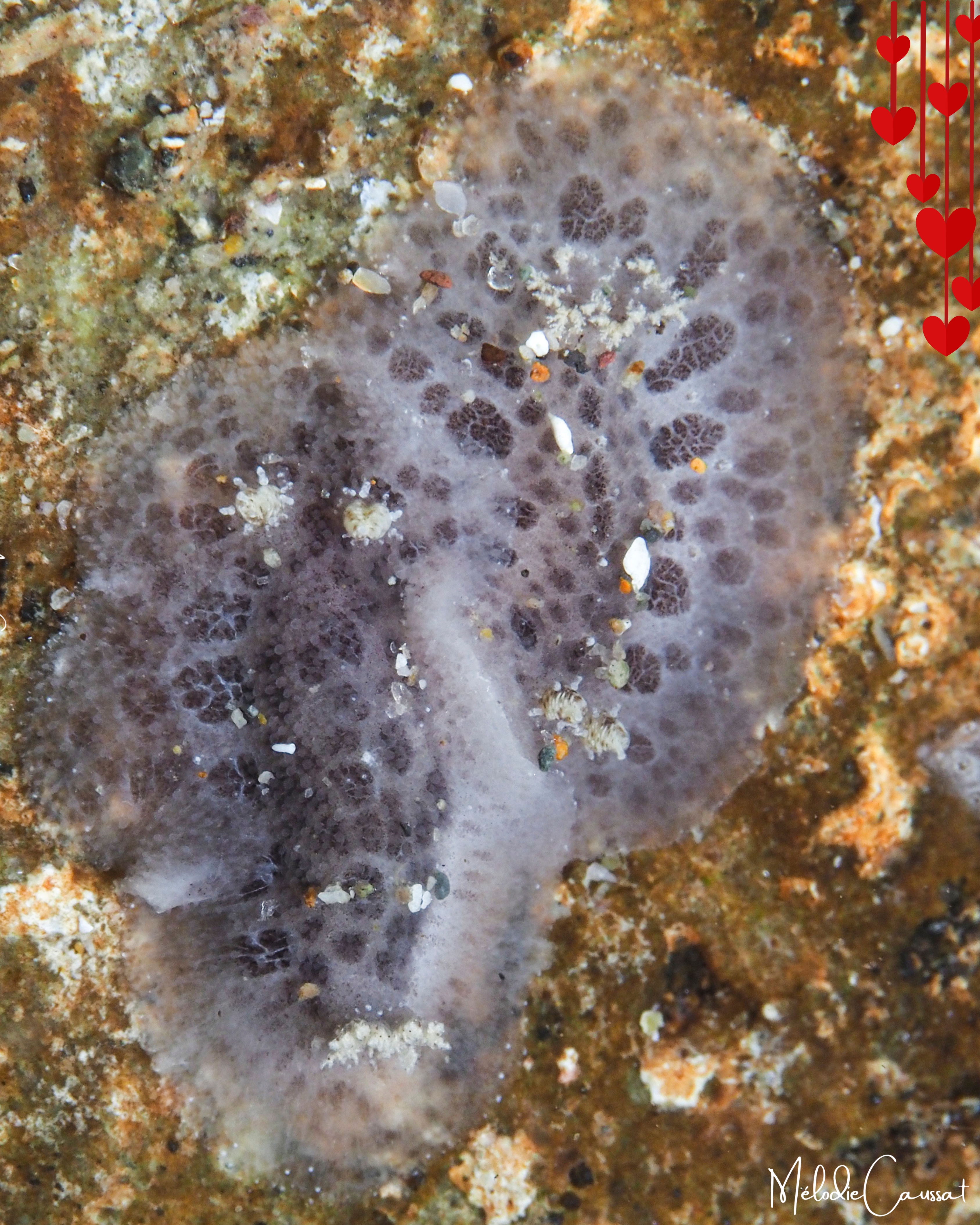 Tayuva lilacina