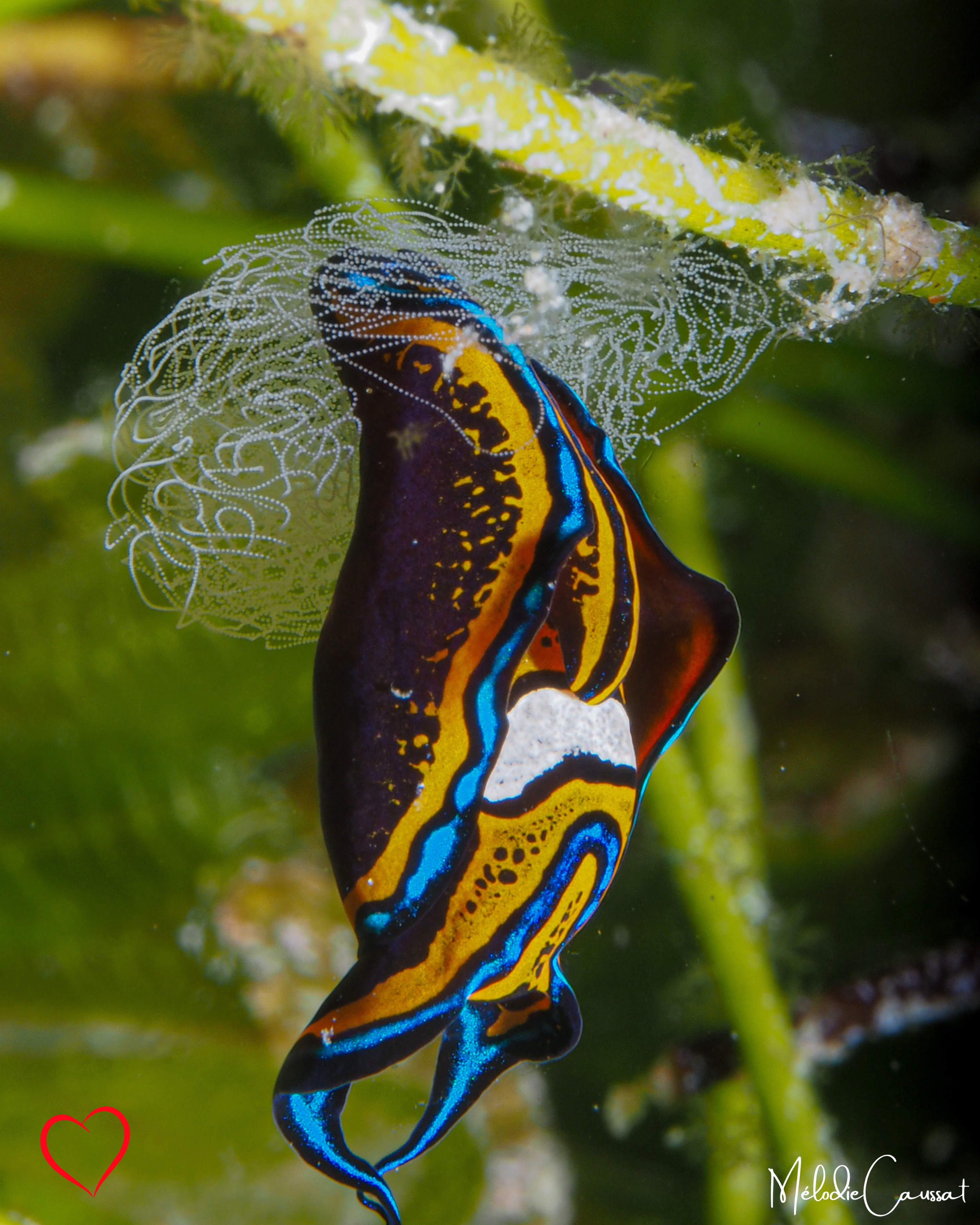 Chelidonura hirundinina