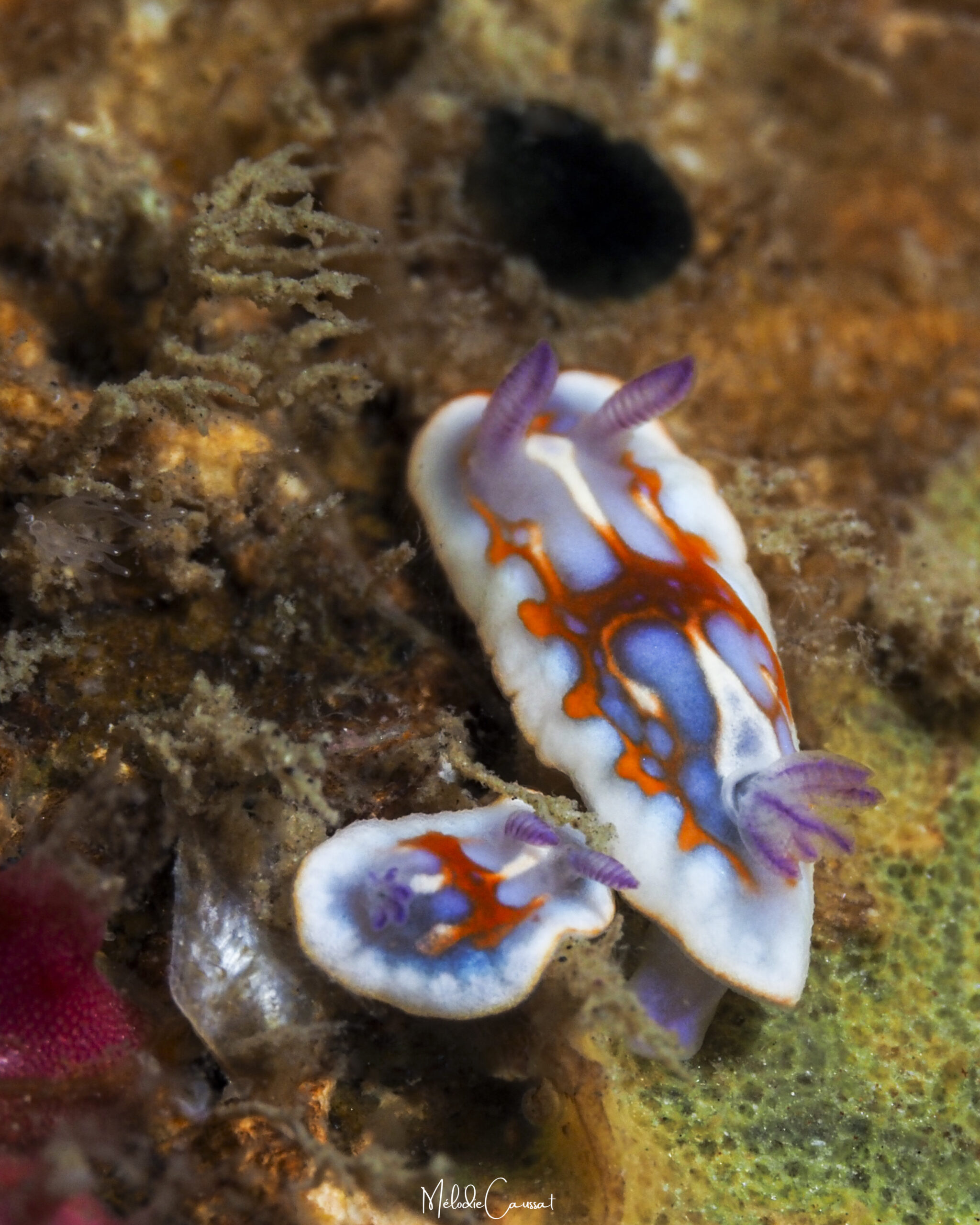 Felimida clenchi et juvenile
