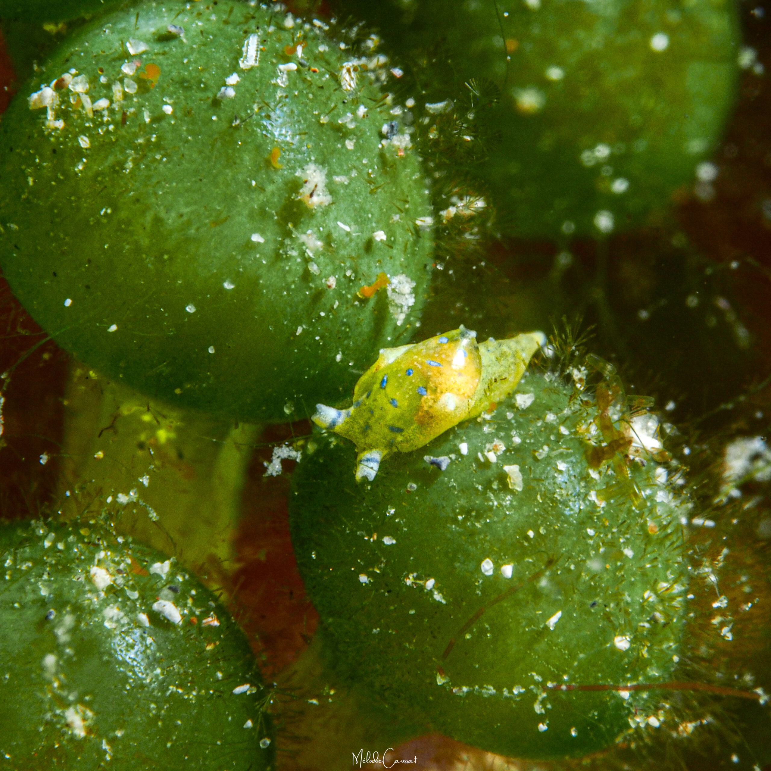 Oxynoe ilani 
