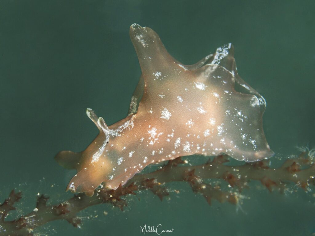 Aplysia brasiliana