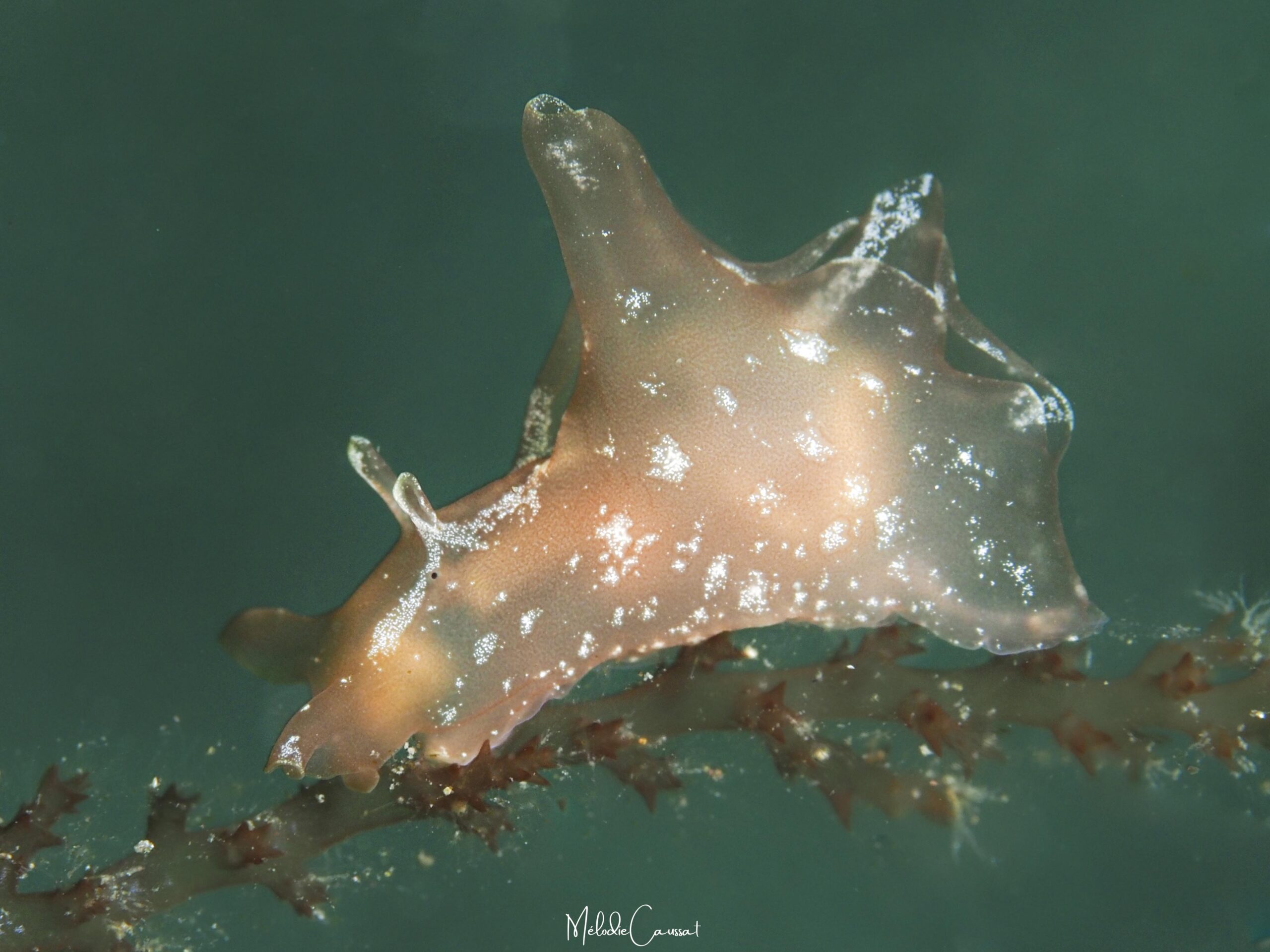 Aplysia brasiliana