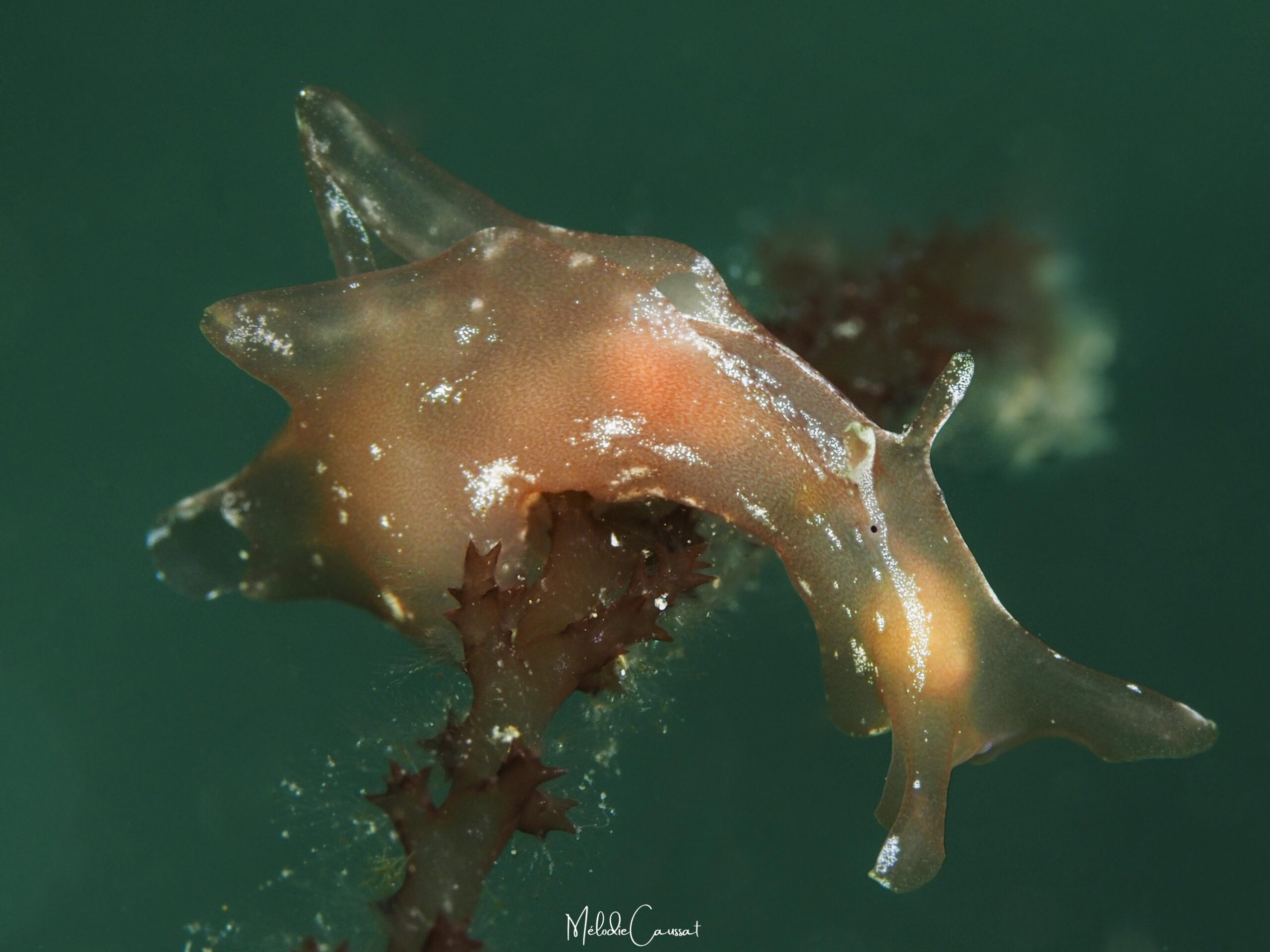 Aplysia brasiliana
