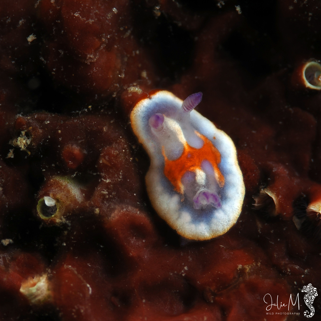 Felimida clenchi juvenile
