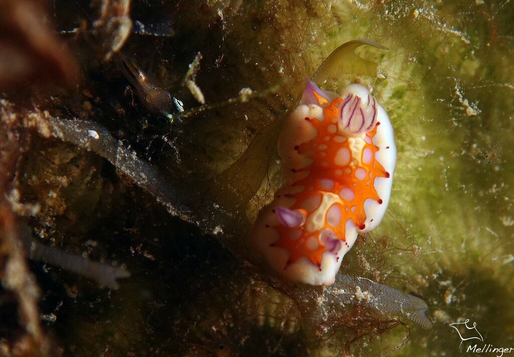 Felimida binza