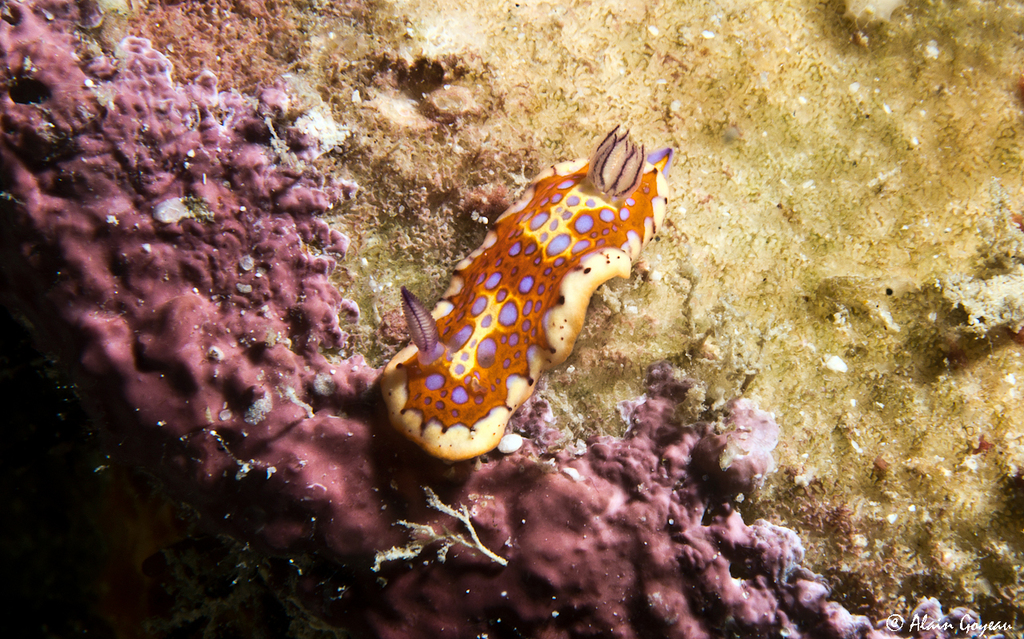 Felimida binza