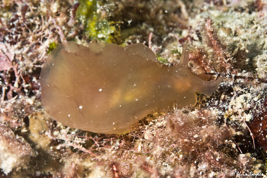 Aplysia brasiliana