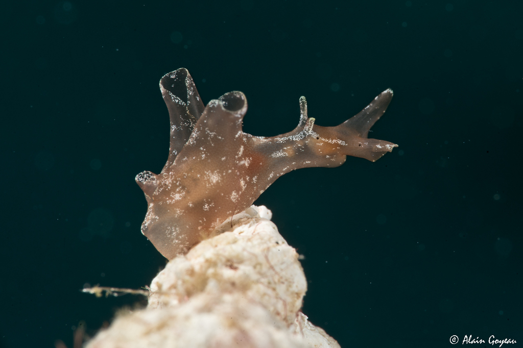Aplysia brasiliana