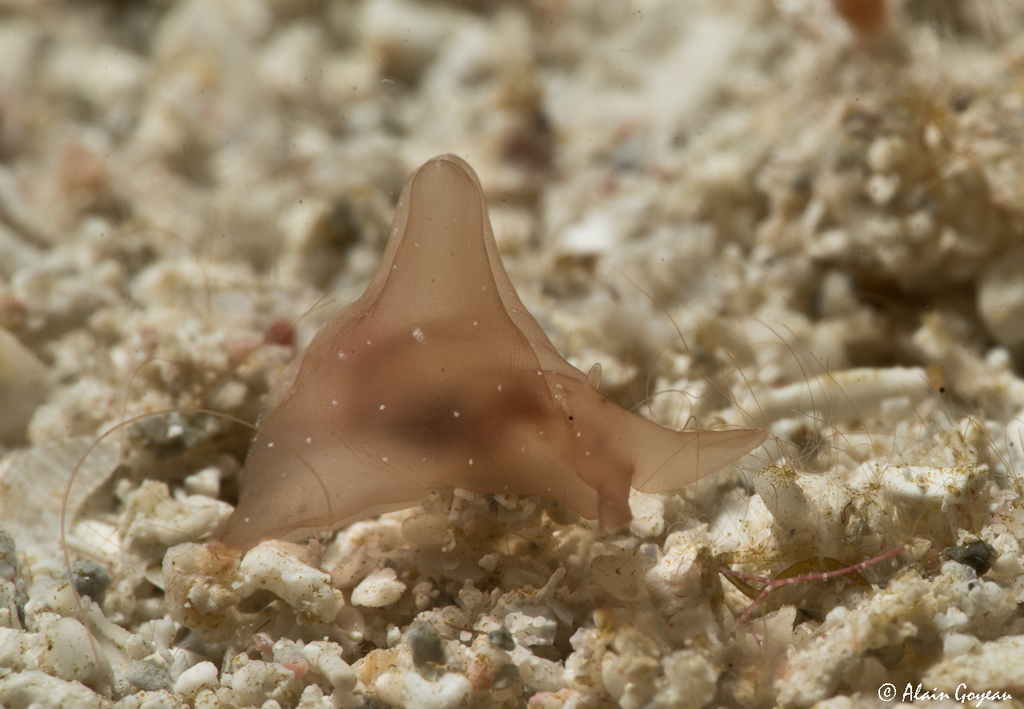 Aplysia brasiliana
