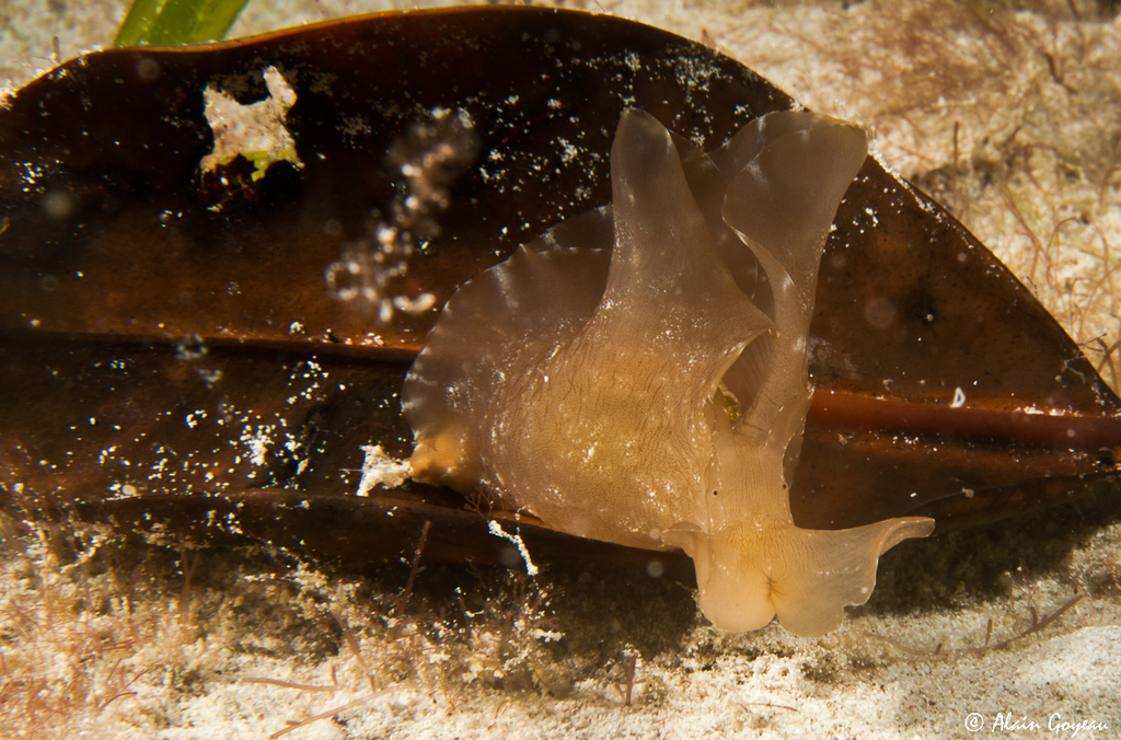 Aplysia brasiliana