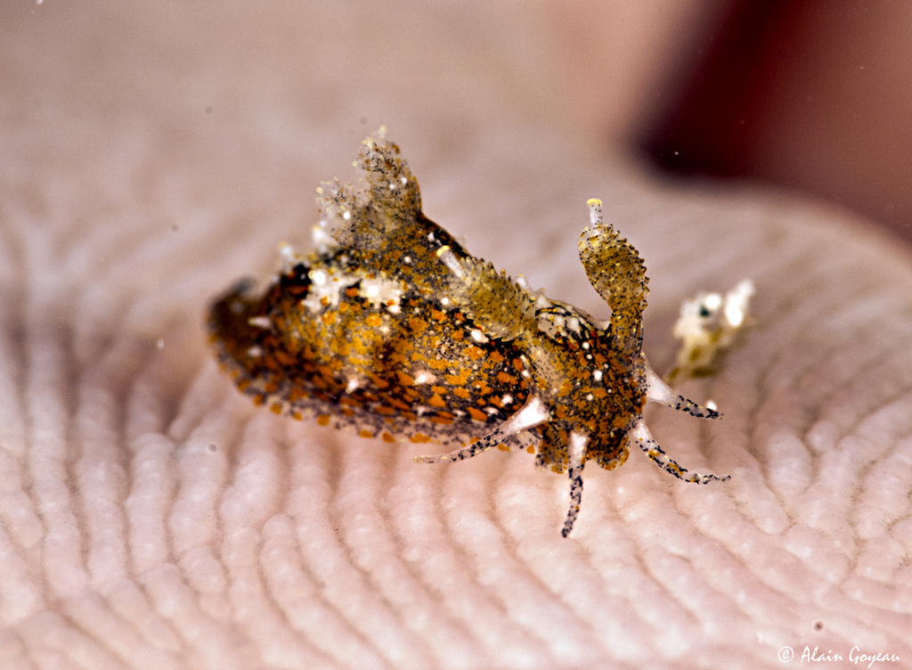 Polycera odhneri 
