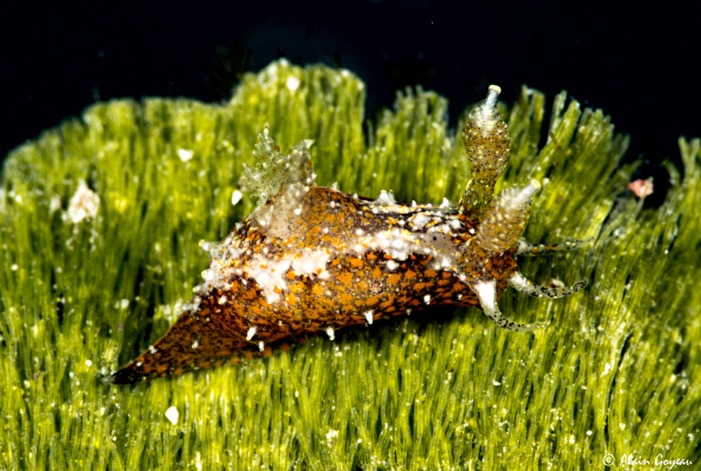 Polycera odhneri