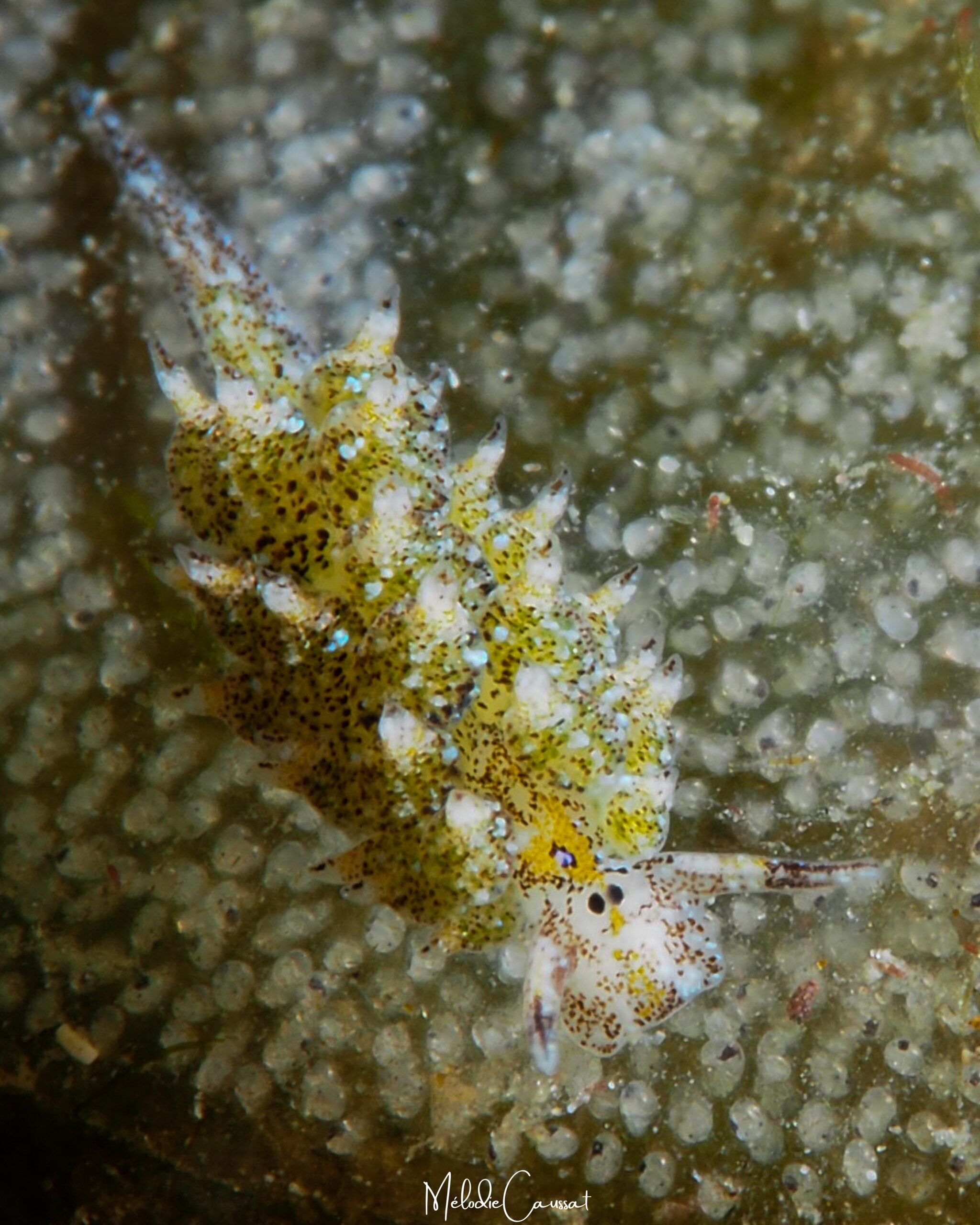 Costasiella ocellifera