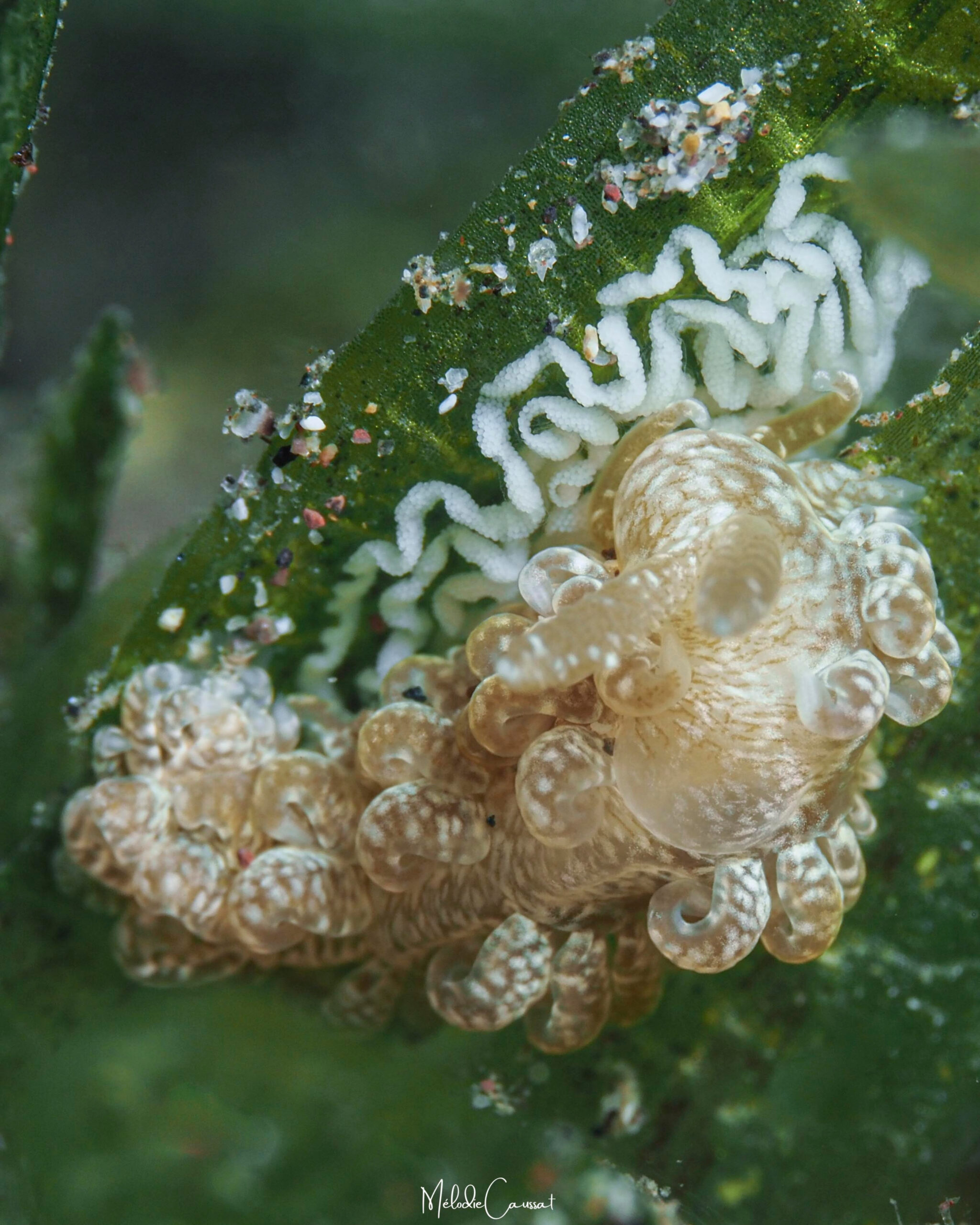 Spurilla sargassicola