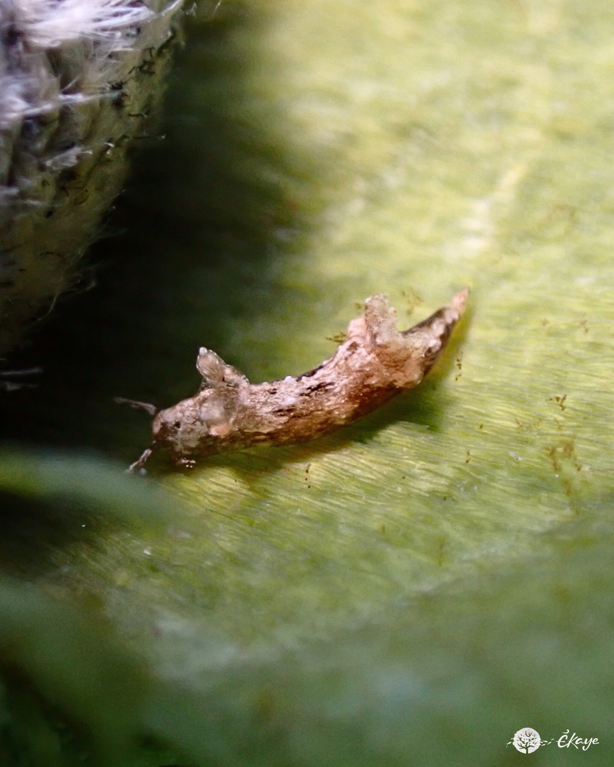 Trapania sp.